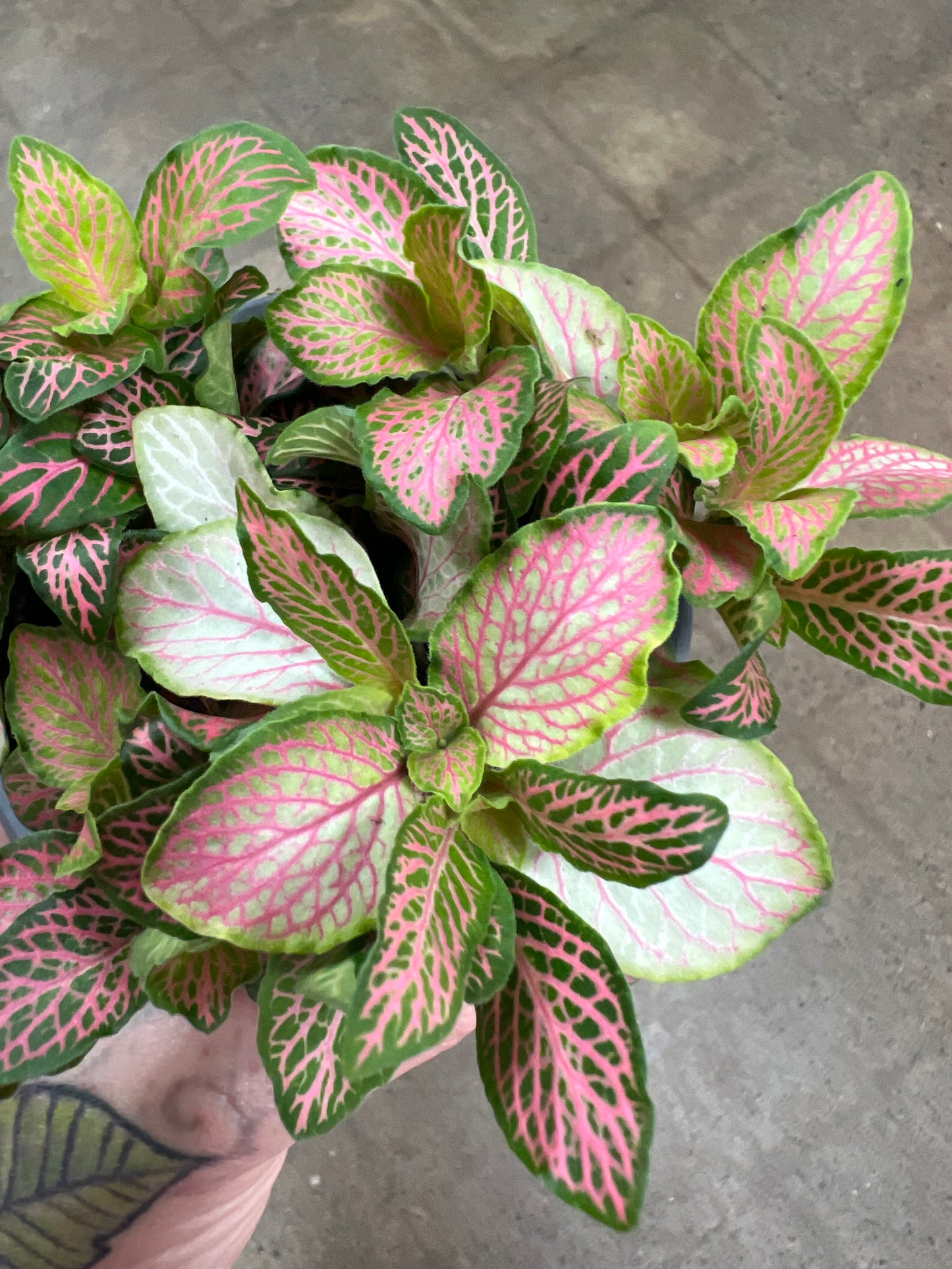 Fittonia Ruby Lime