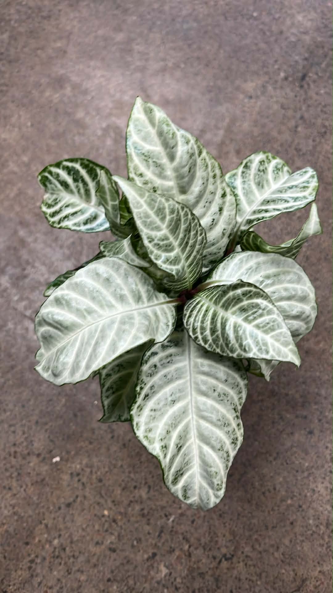Aphelandra Snow White