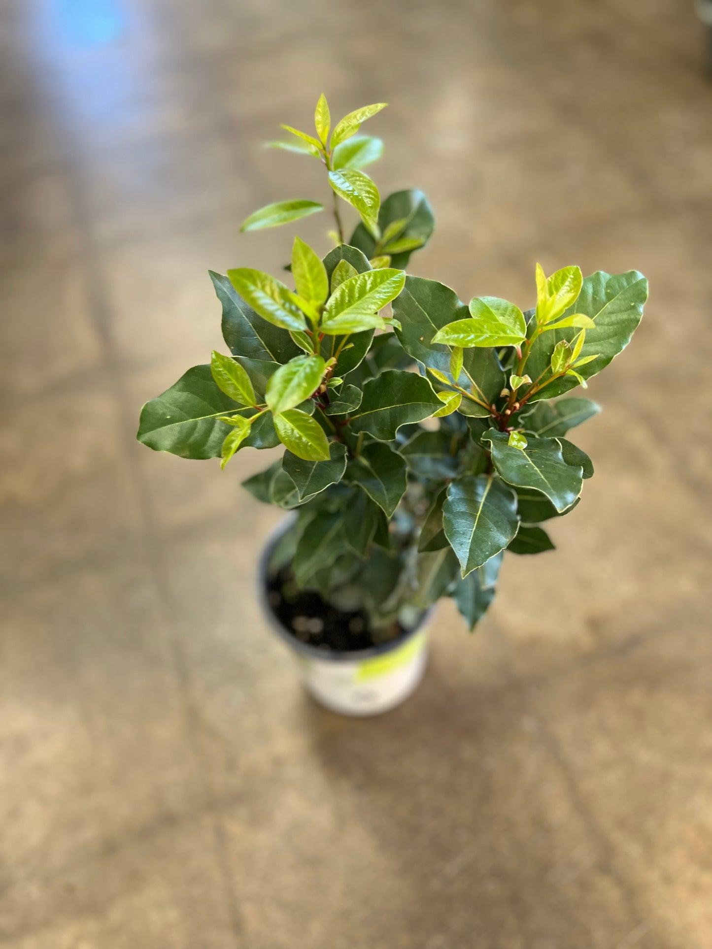 Laurel