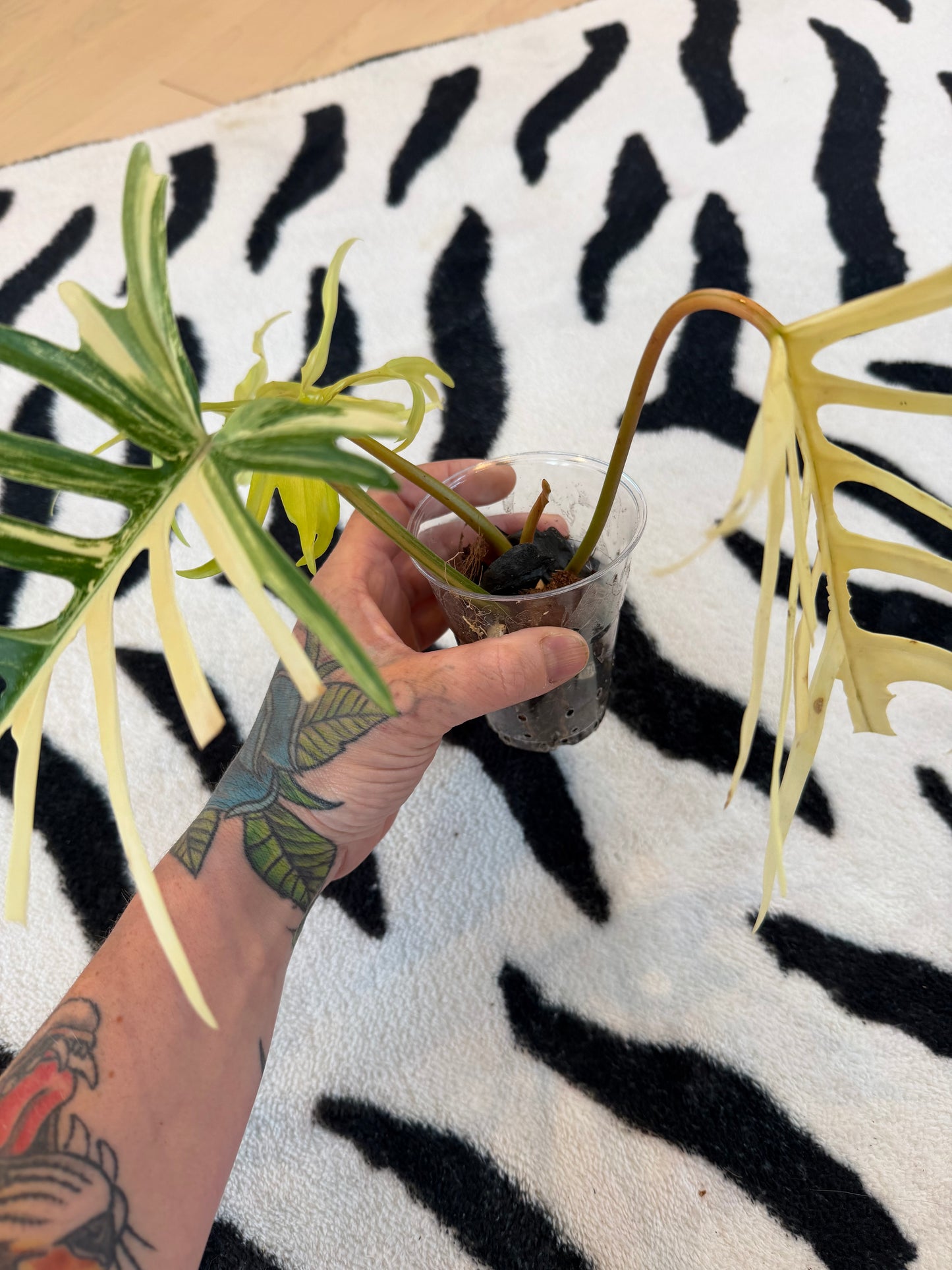 Philodendron Tortum × Florida Beauty High Variegated #1