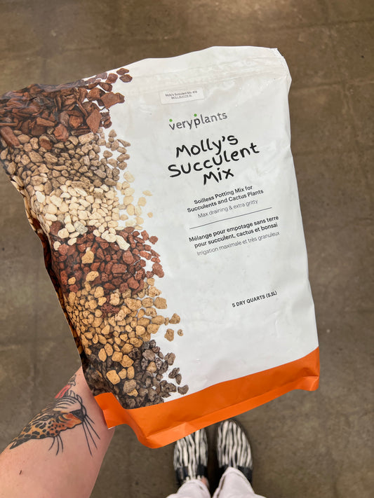 Molly's Succulent Mix