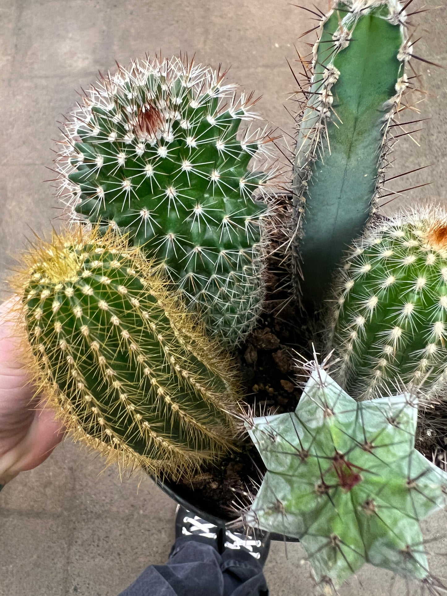 Cactus Garden