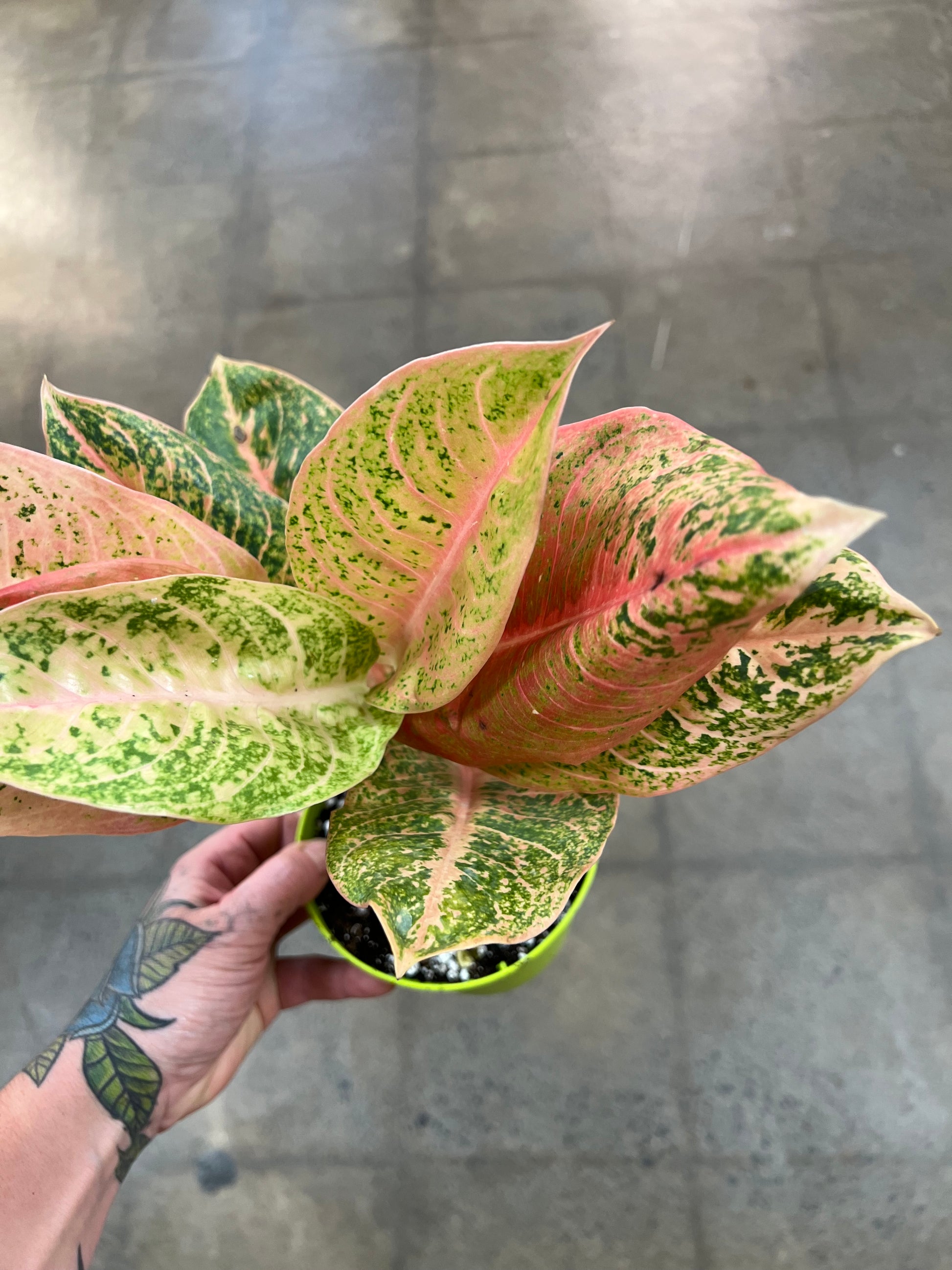 aglaonema harlequin Aglaonema Harlequin