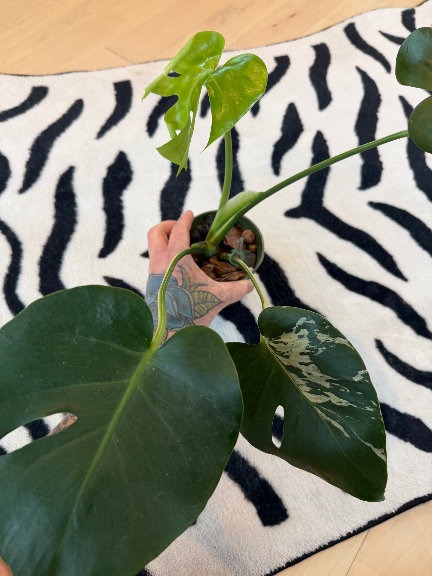 Monstera Bulbasaur #10