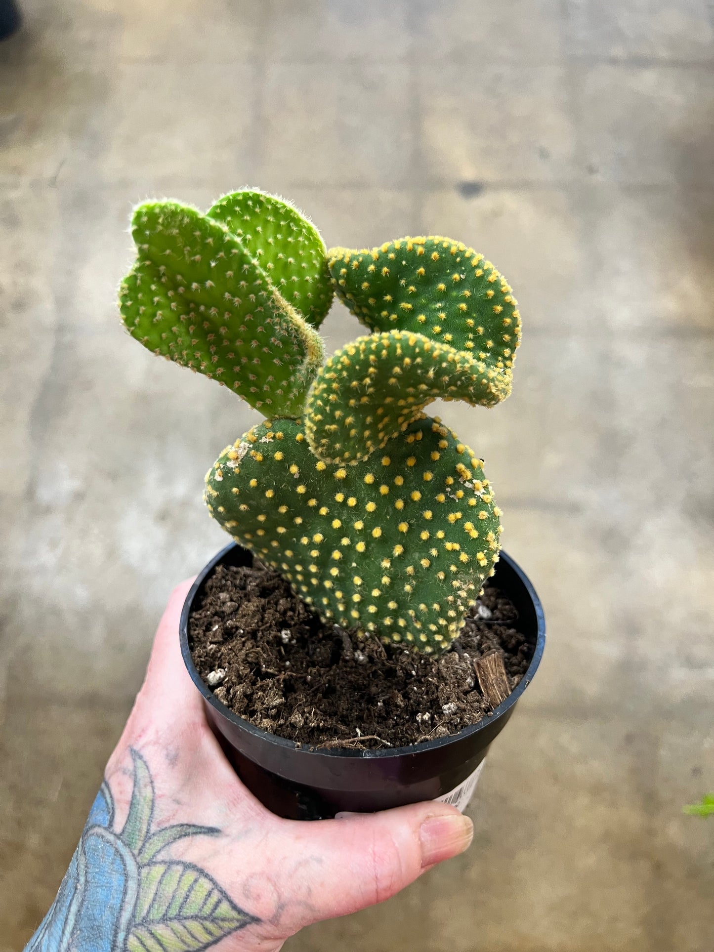 Opuntia Microdasys Cristata