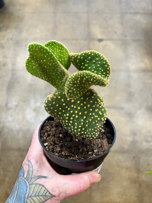 Opuntia Microdasys Cristata