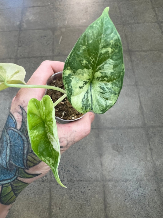 Alocasia Dragon Scale Variegata