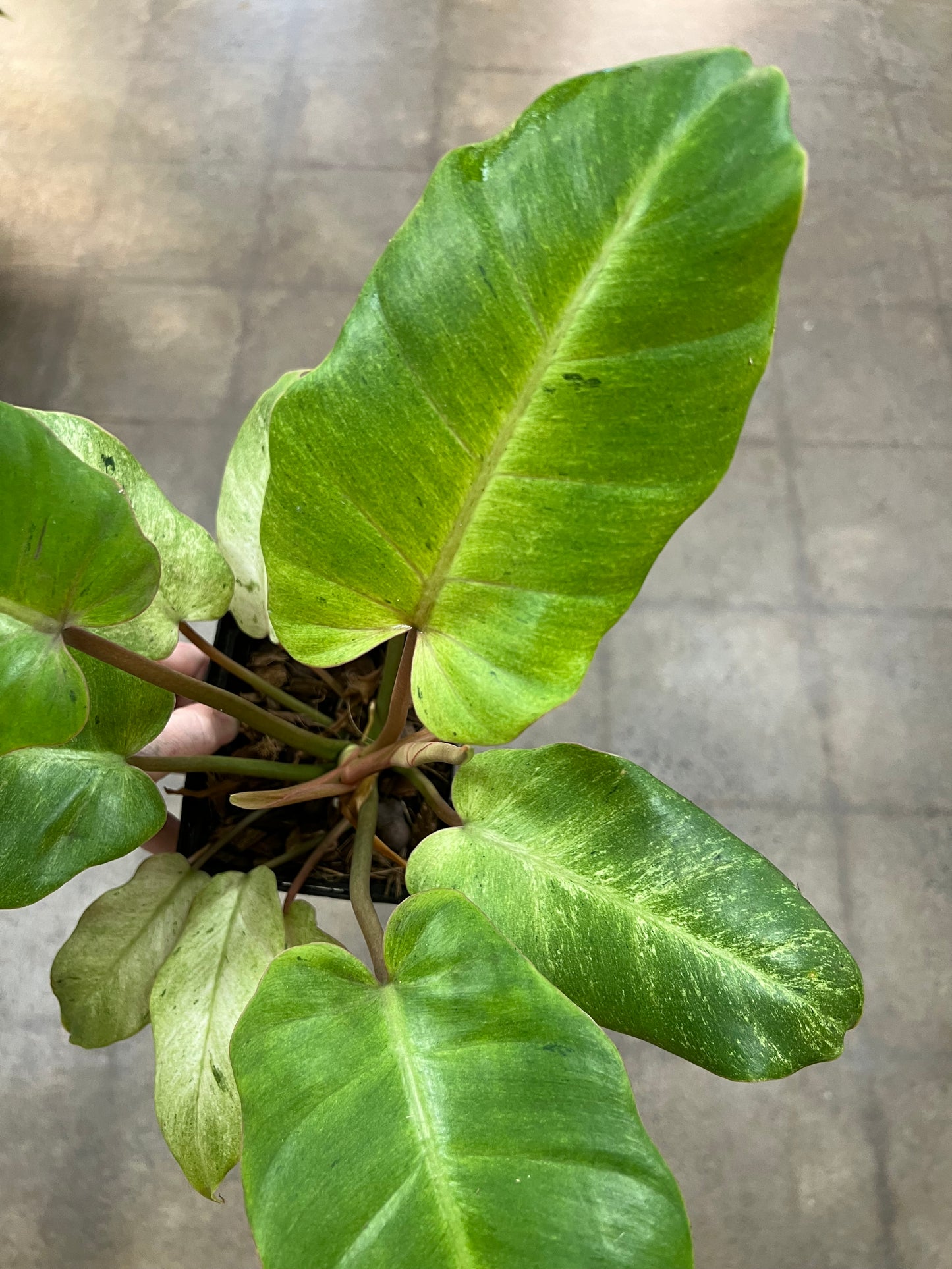 Philodendron Snowdrift