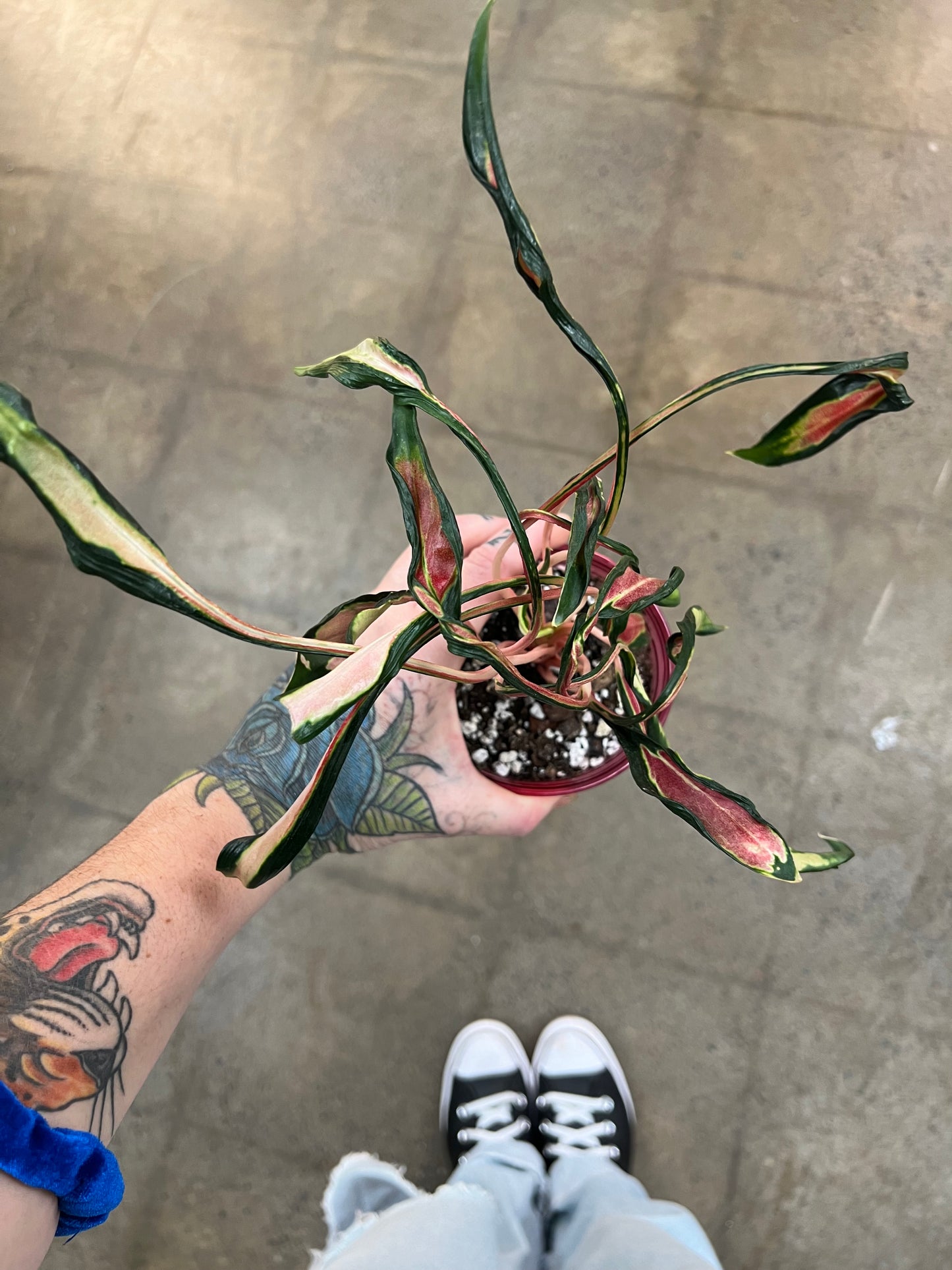 Aglaonema Squid