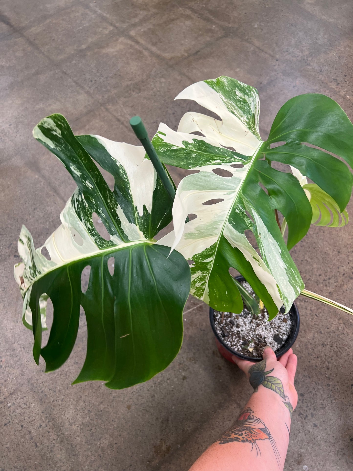 Monstera Albo #22