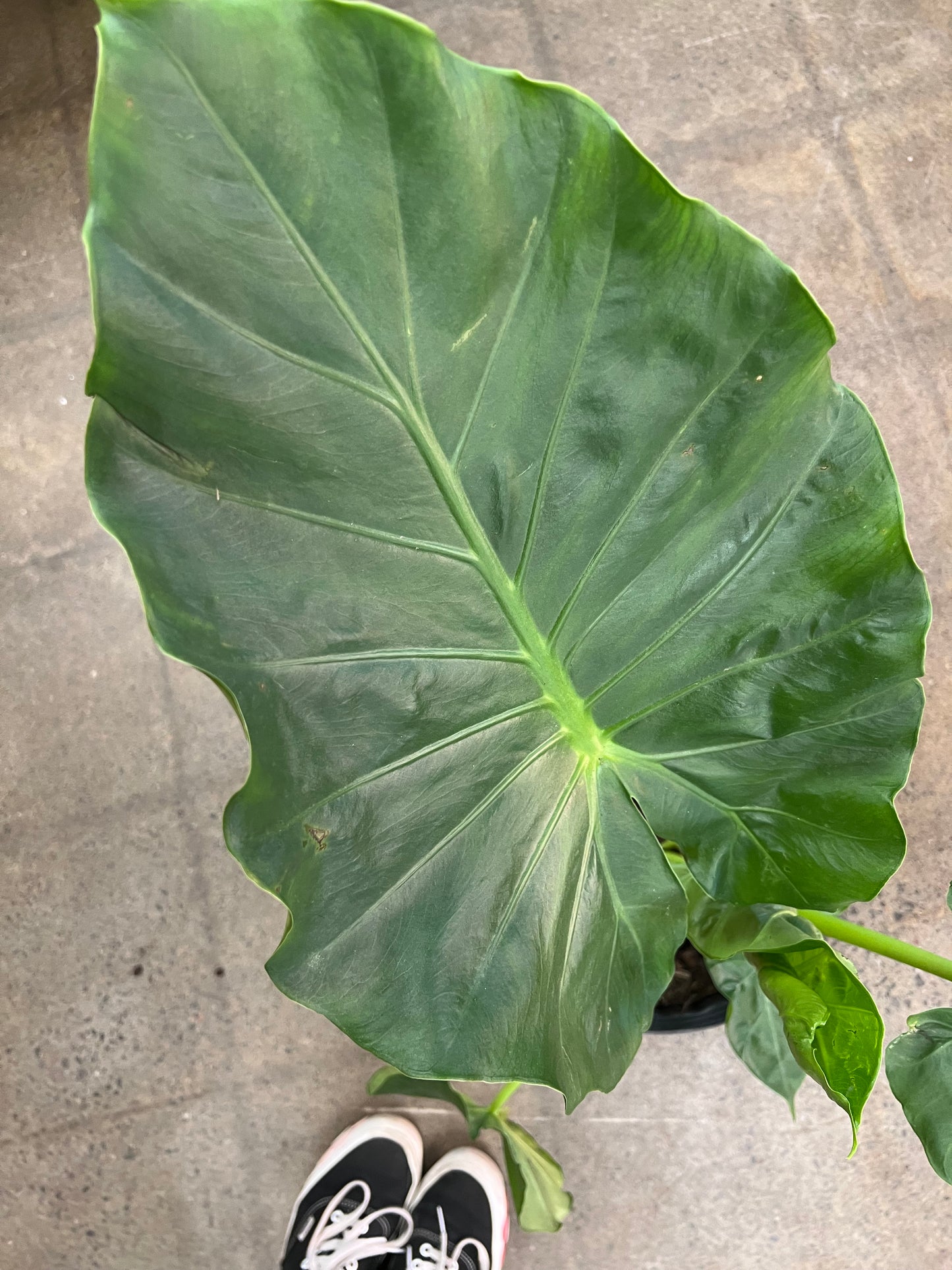 Alocasia Calidora