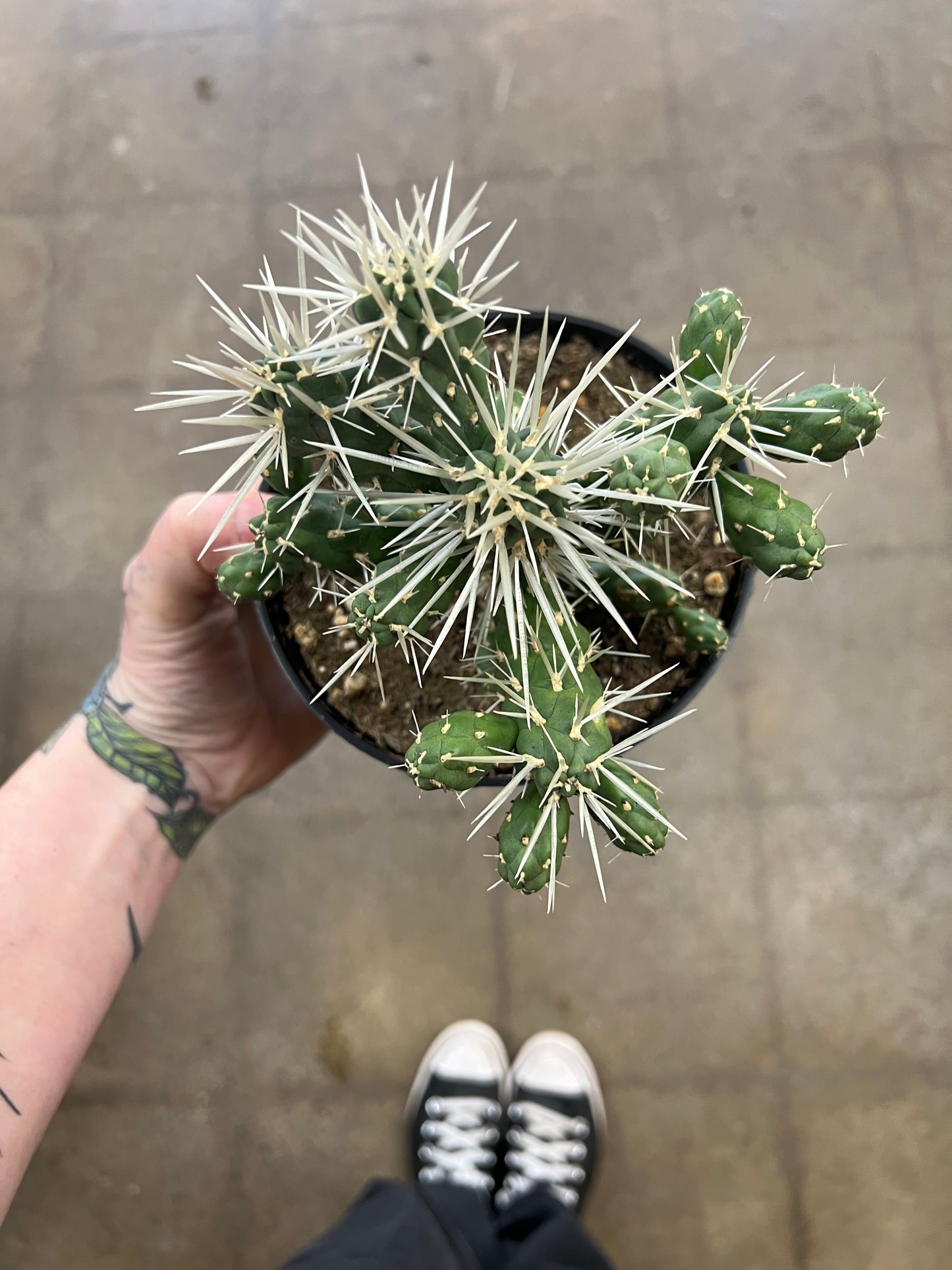 Cylindropuntia Tunicata