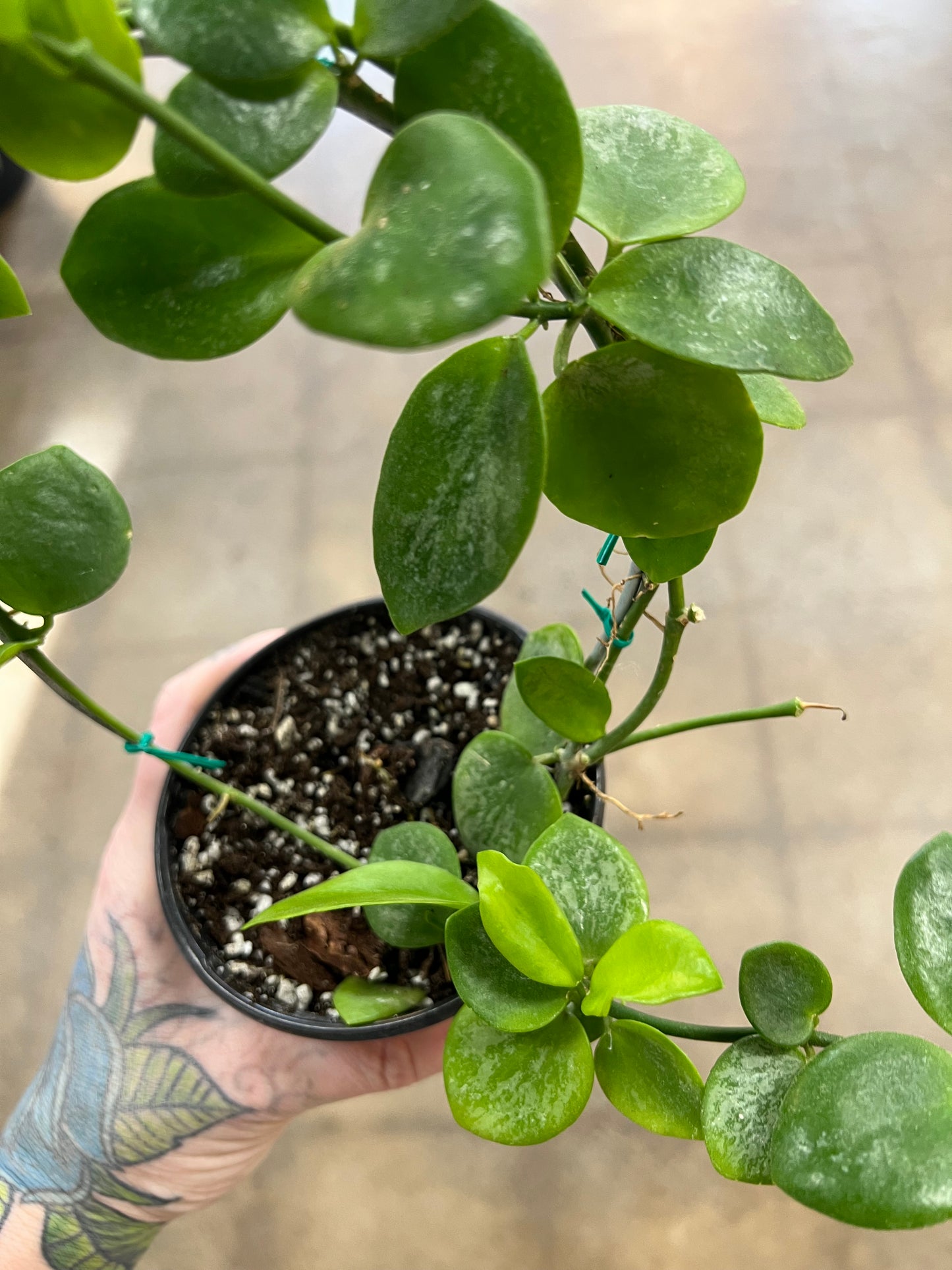 Hoya SP.Biak(Bikensis) Splash