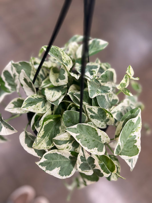 Pothos Pearl and Jade