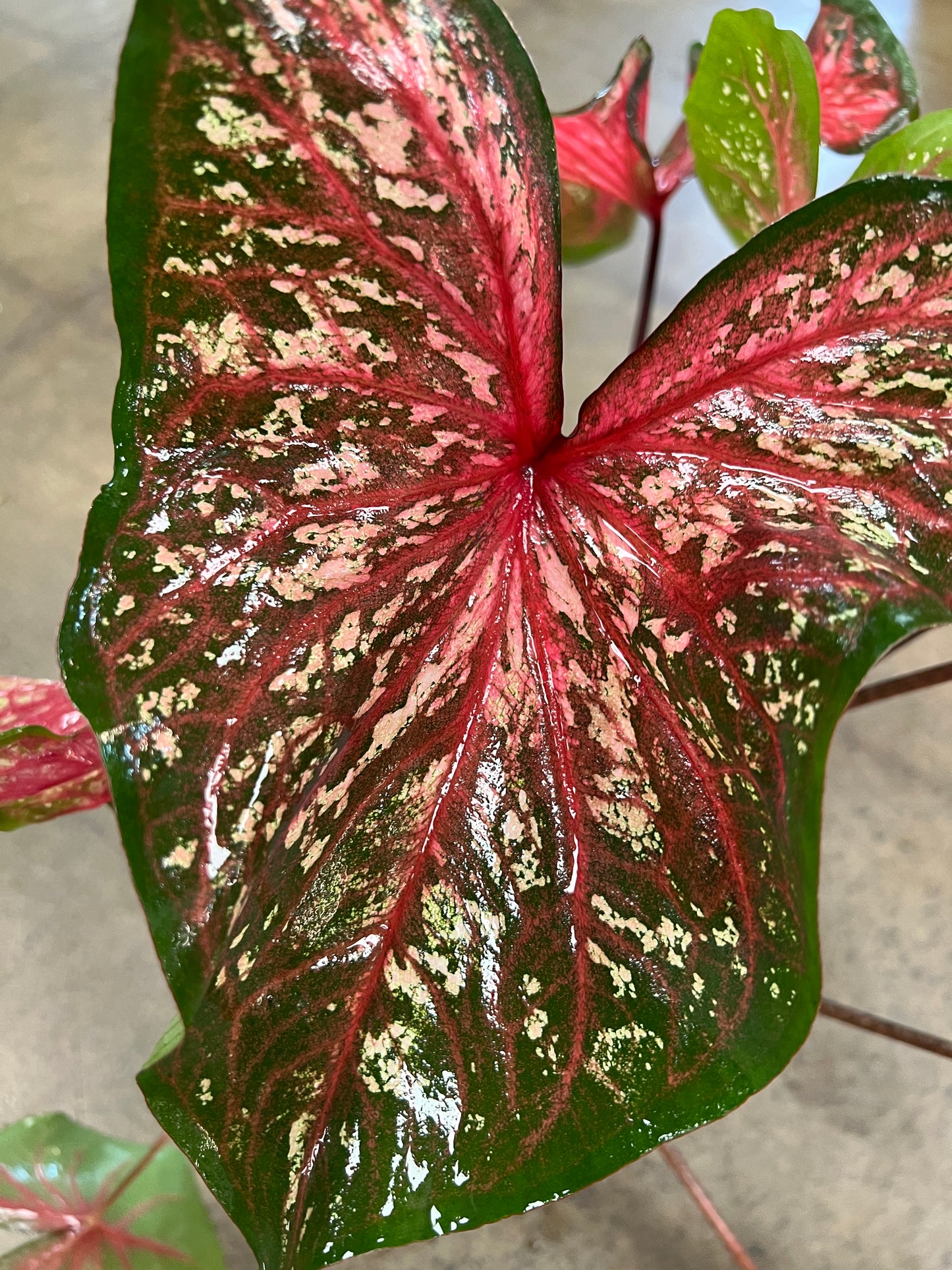 Caladium Lance Whorton