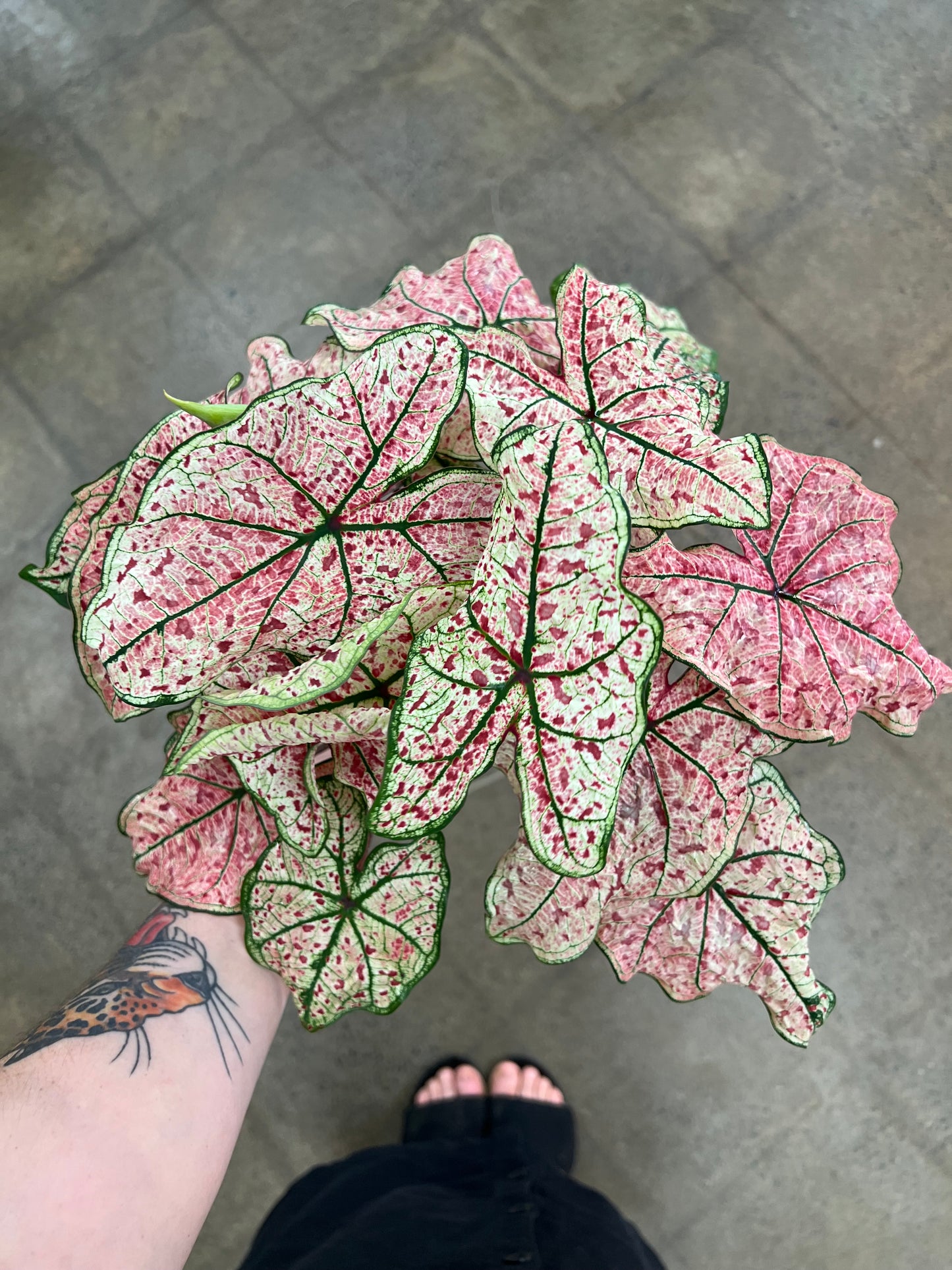 Caladium Hortulatum Asst.