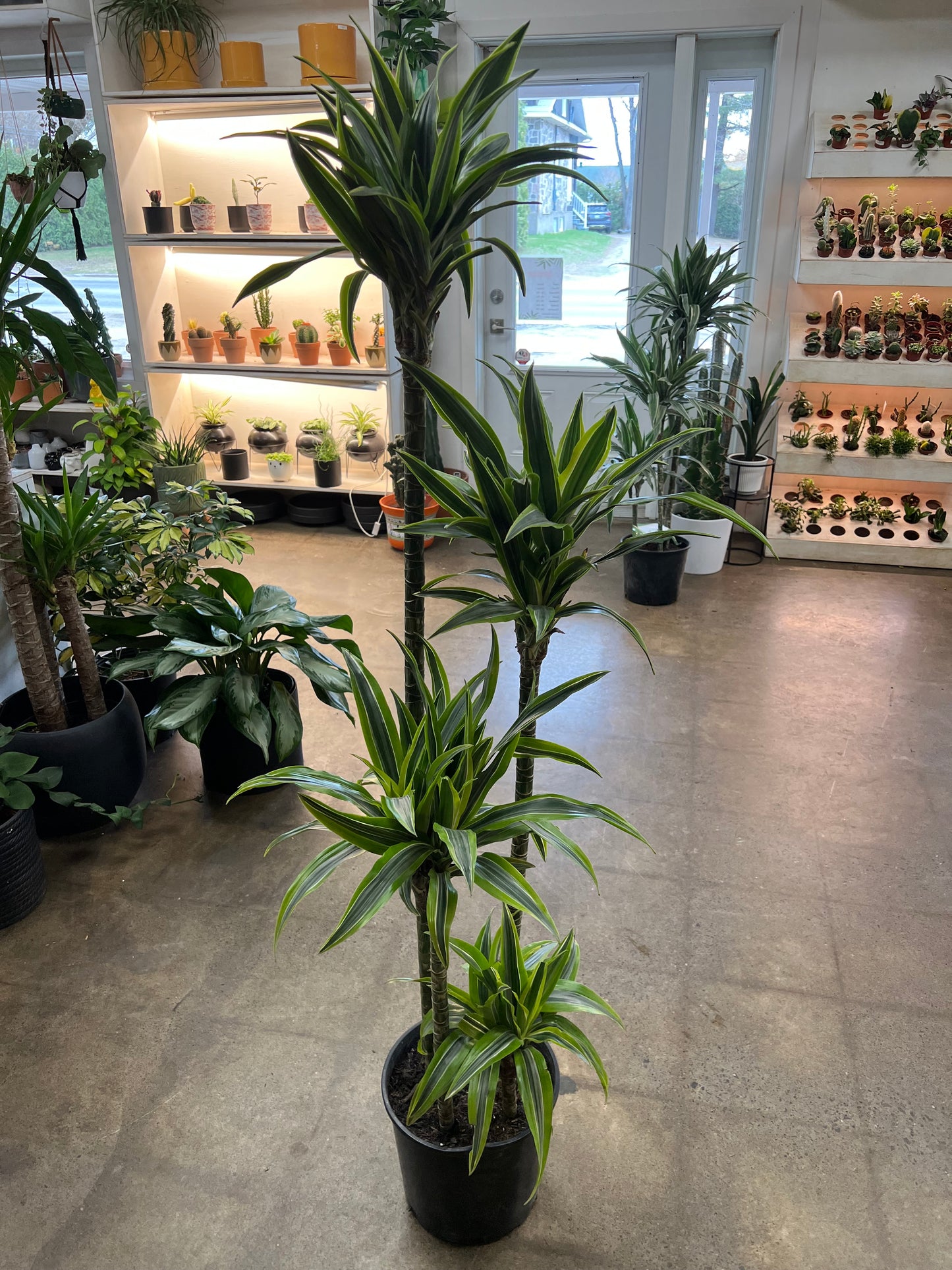 Dracaena Warneckii Lemon Lime 4'3'2'1