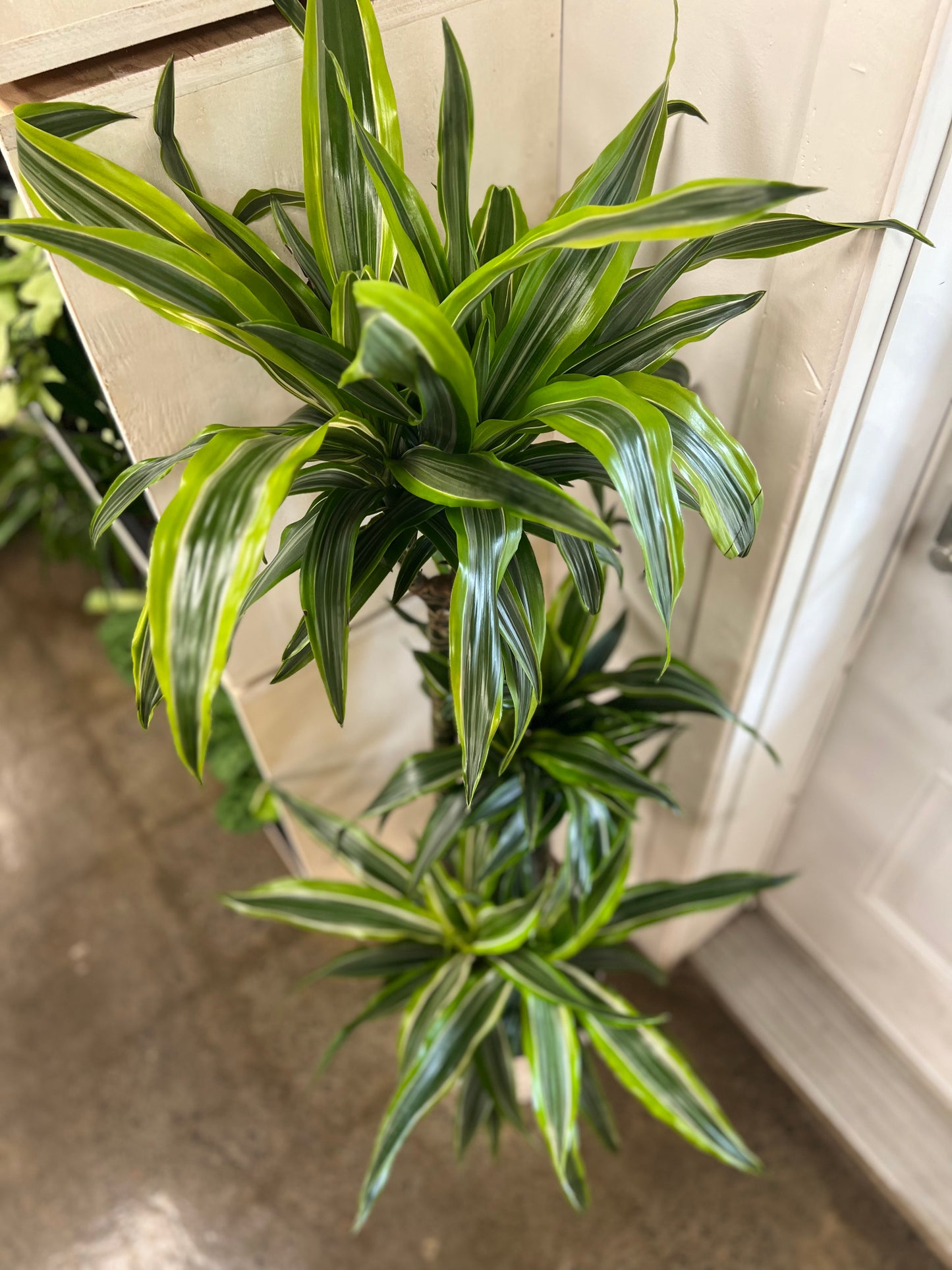 Dracaena Warneckii Lemon cane 3'2'1'