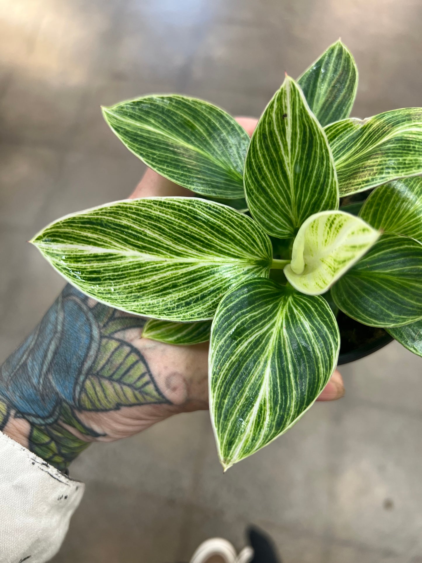 Philodendron Birkin Galaxy