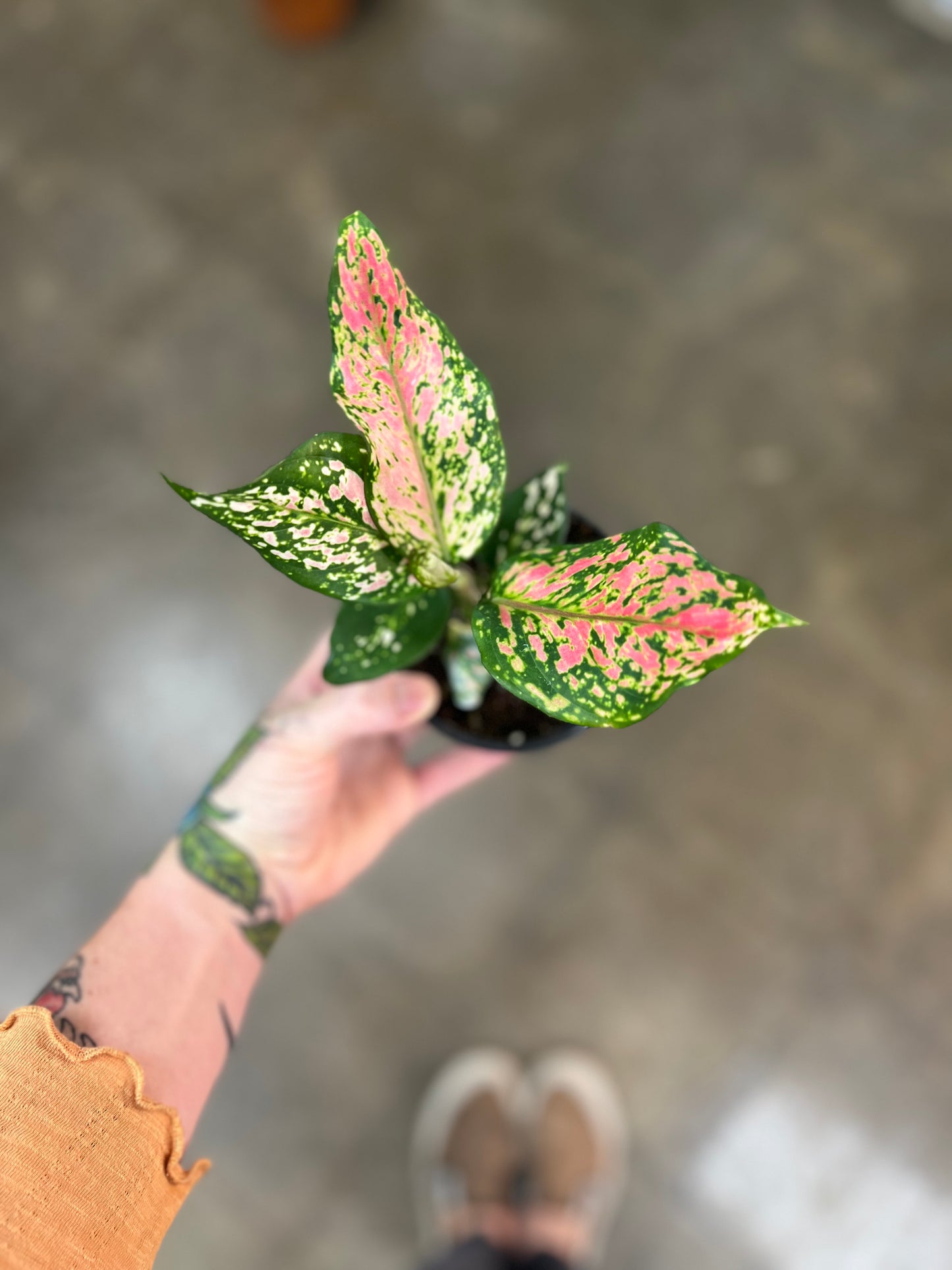 Aglaonema Rose