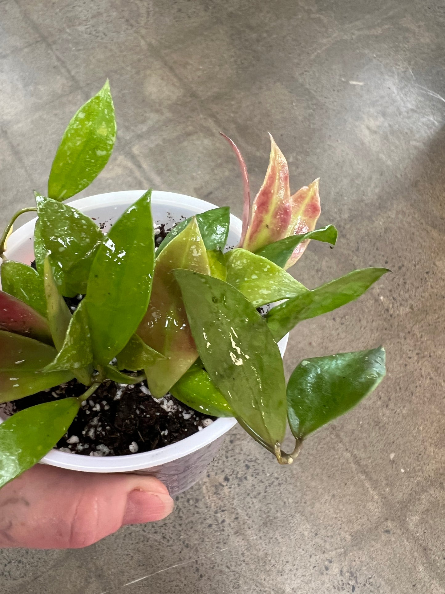 Hoya SP.Walliniana (UT-152)