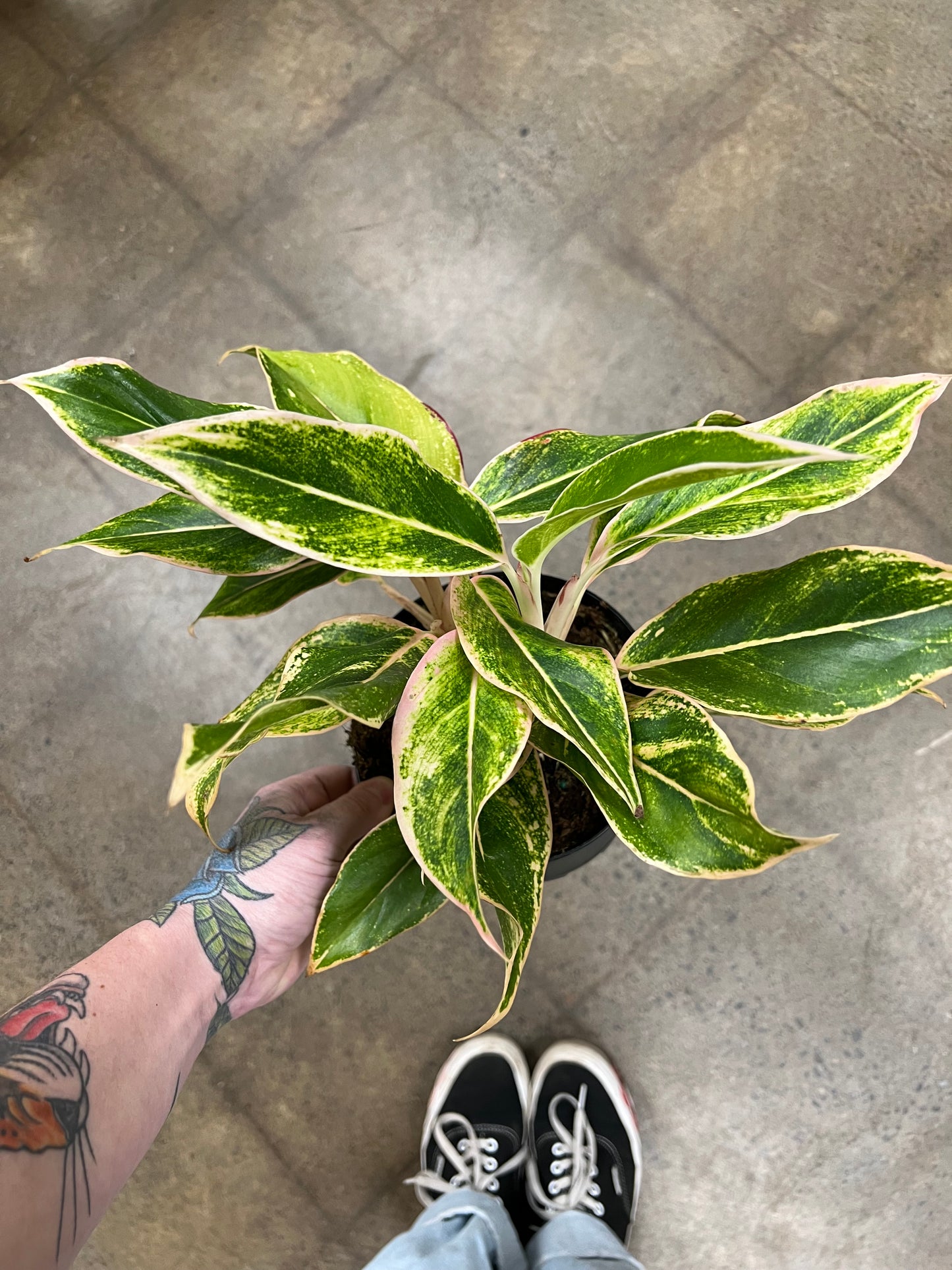 Aglaonema Siam Pink