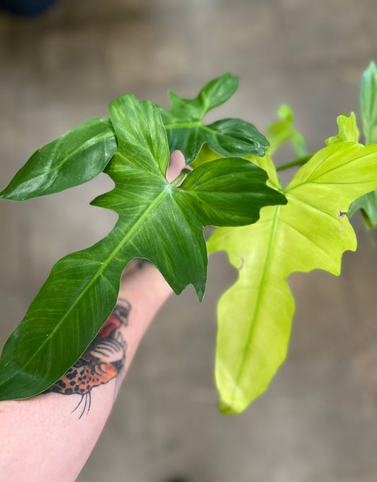 Philodendron Golden Dragon Mint