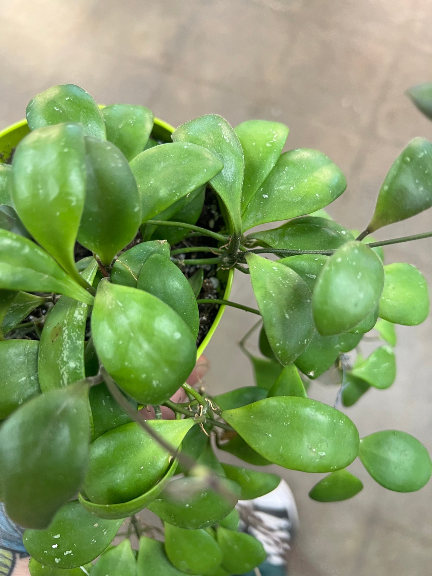 Hoya Brevialata