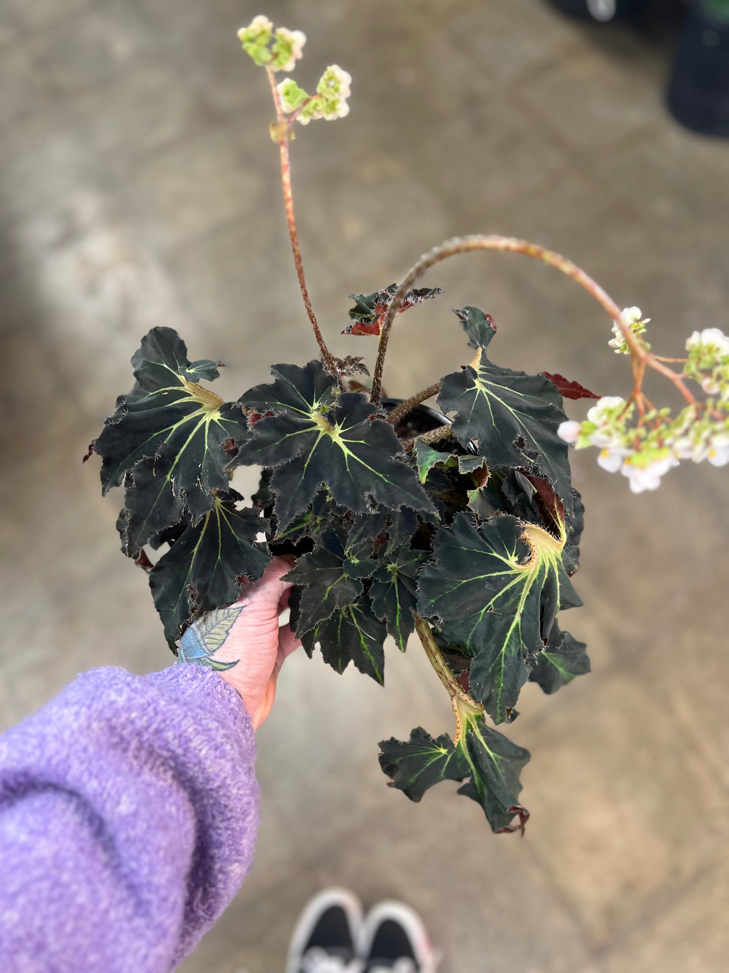 Bégonia Foliage Black Fancy