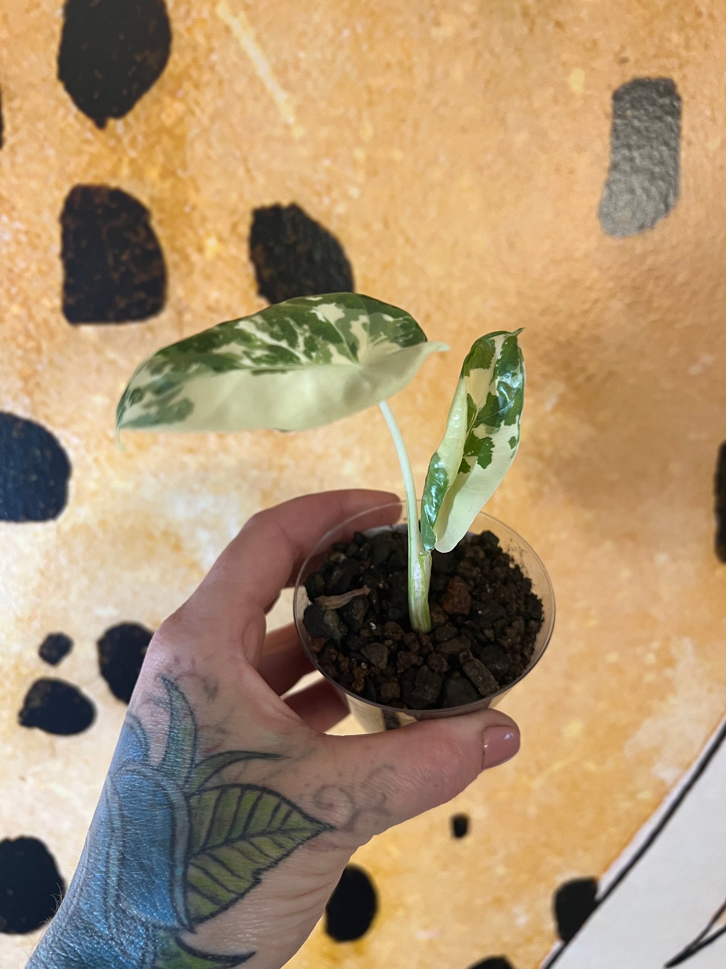 Alocasia Apaloosa Gold