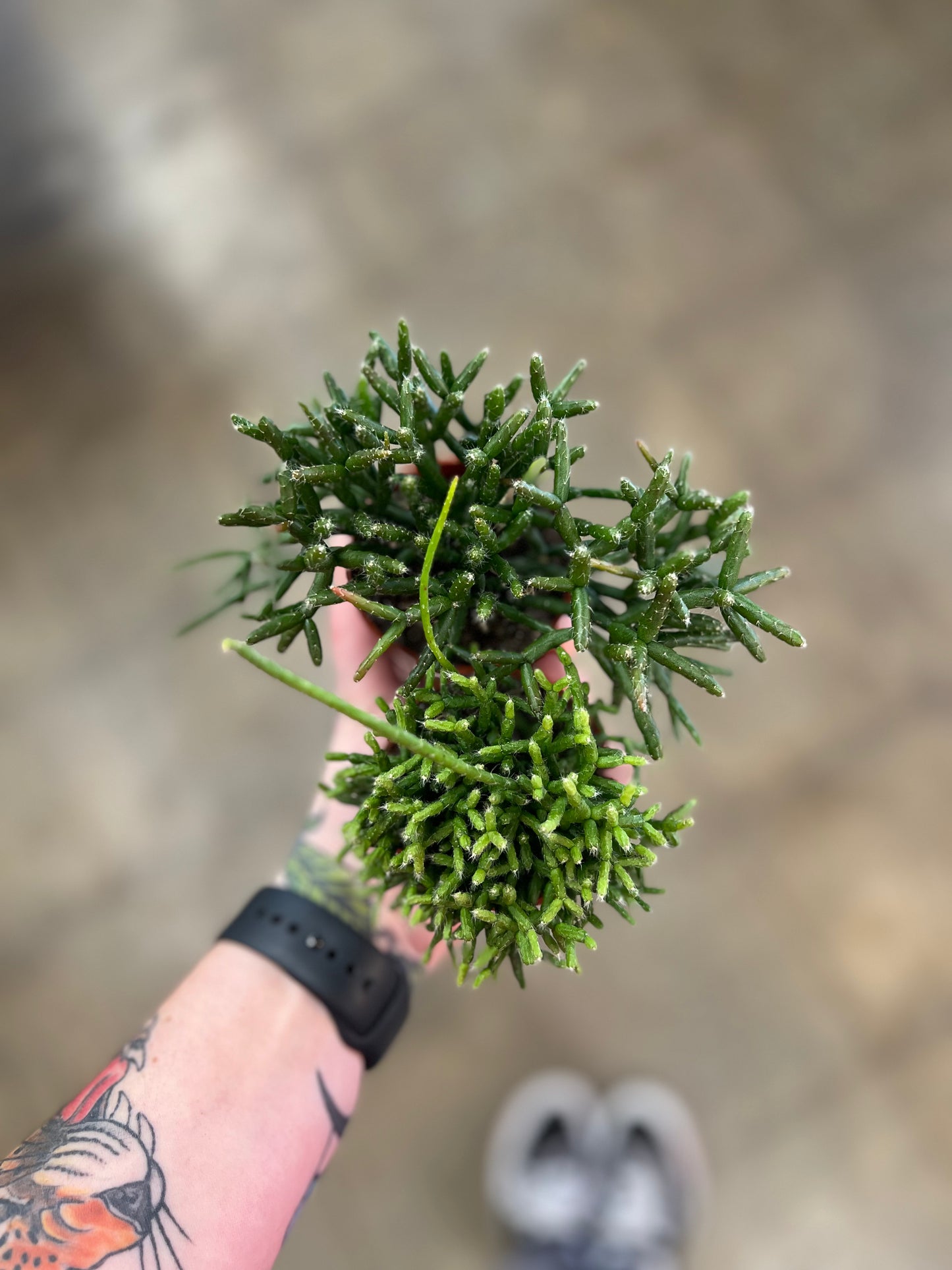 Rhipsalis Hatiora