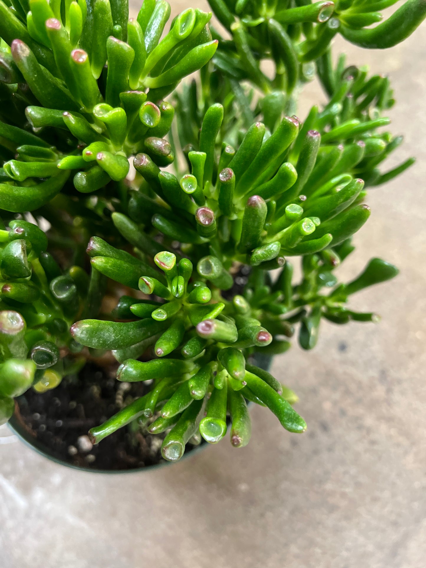 Crassula Gollum