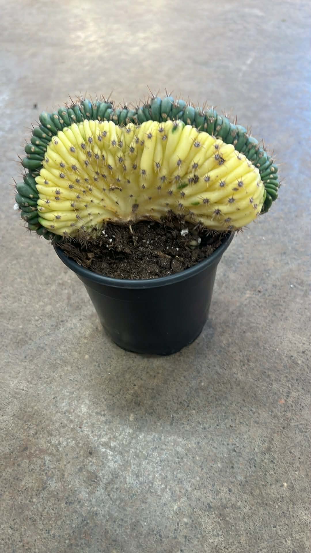 Cactus San Pedro Crest Variegated