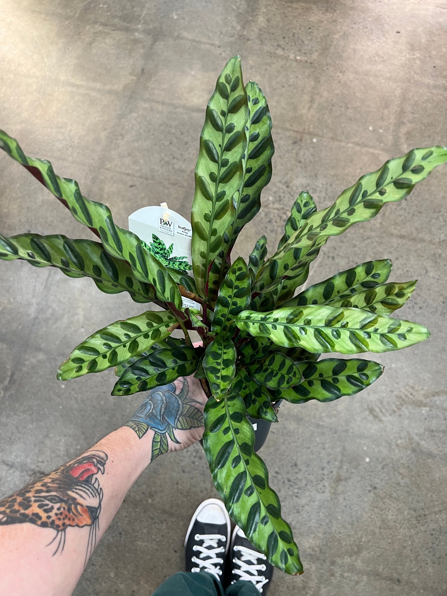 Calathea Lancifolia