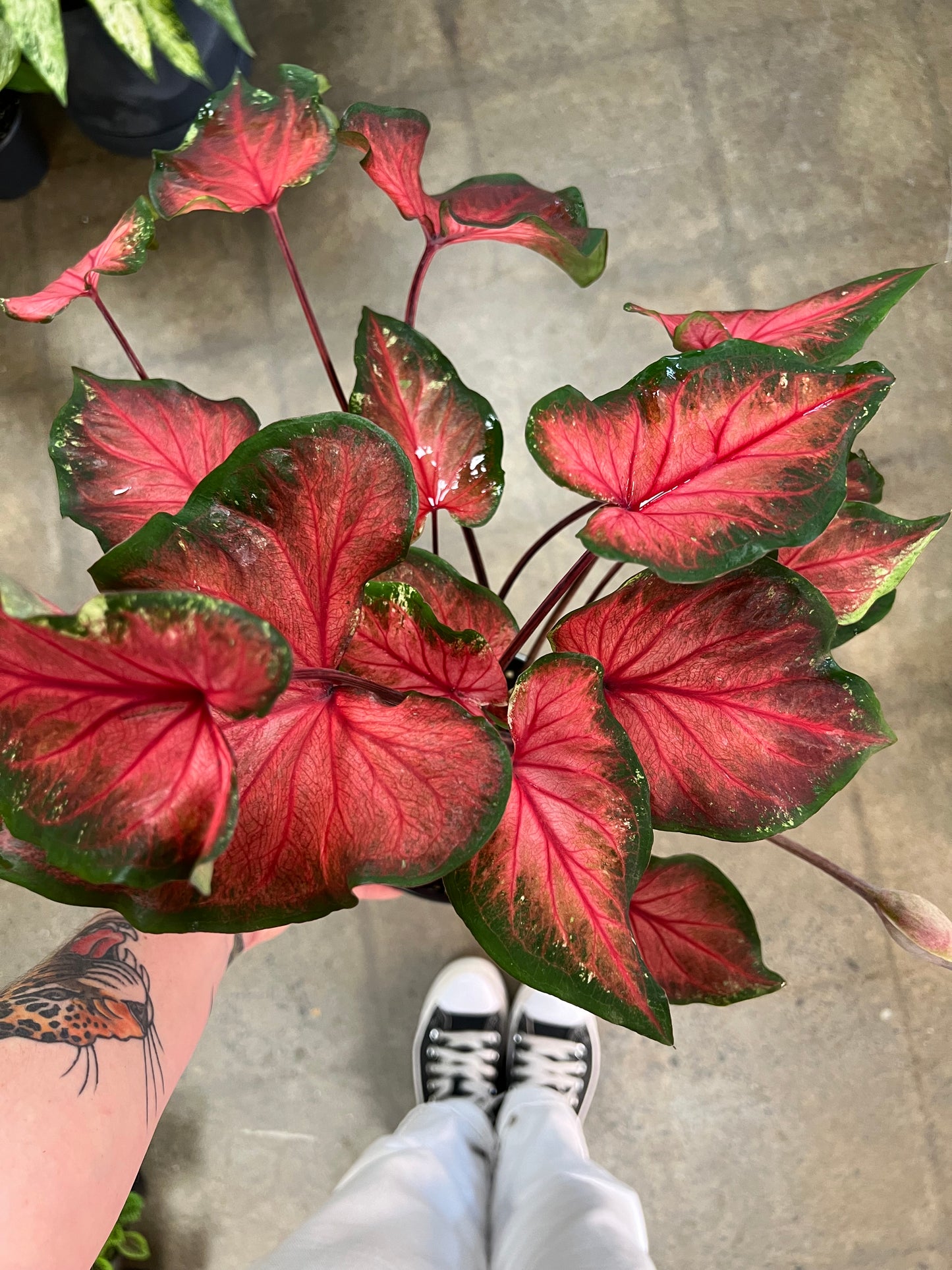 Caladium Hortulatum Asst.