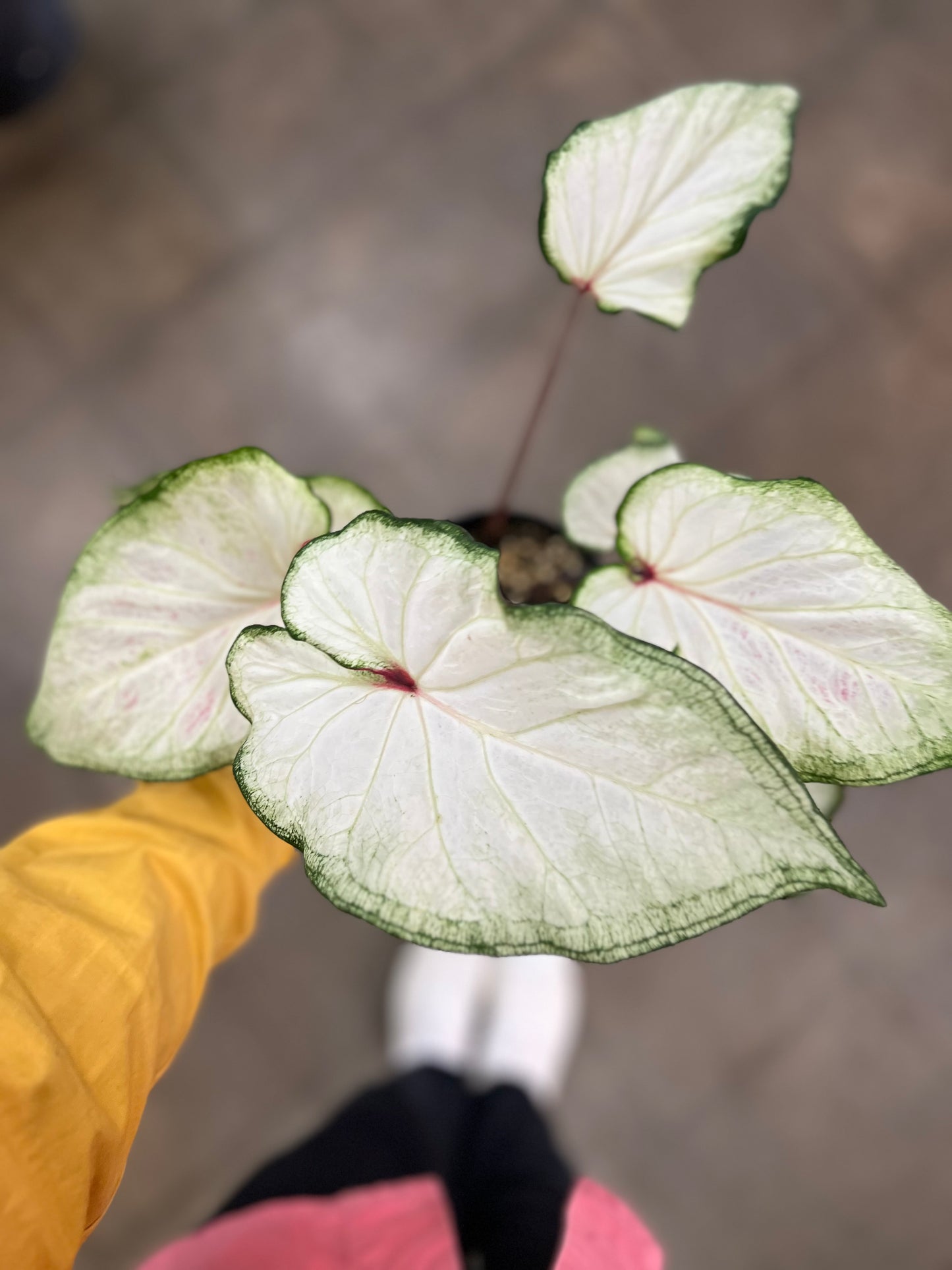 Caladium Hortulatum Asst.