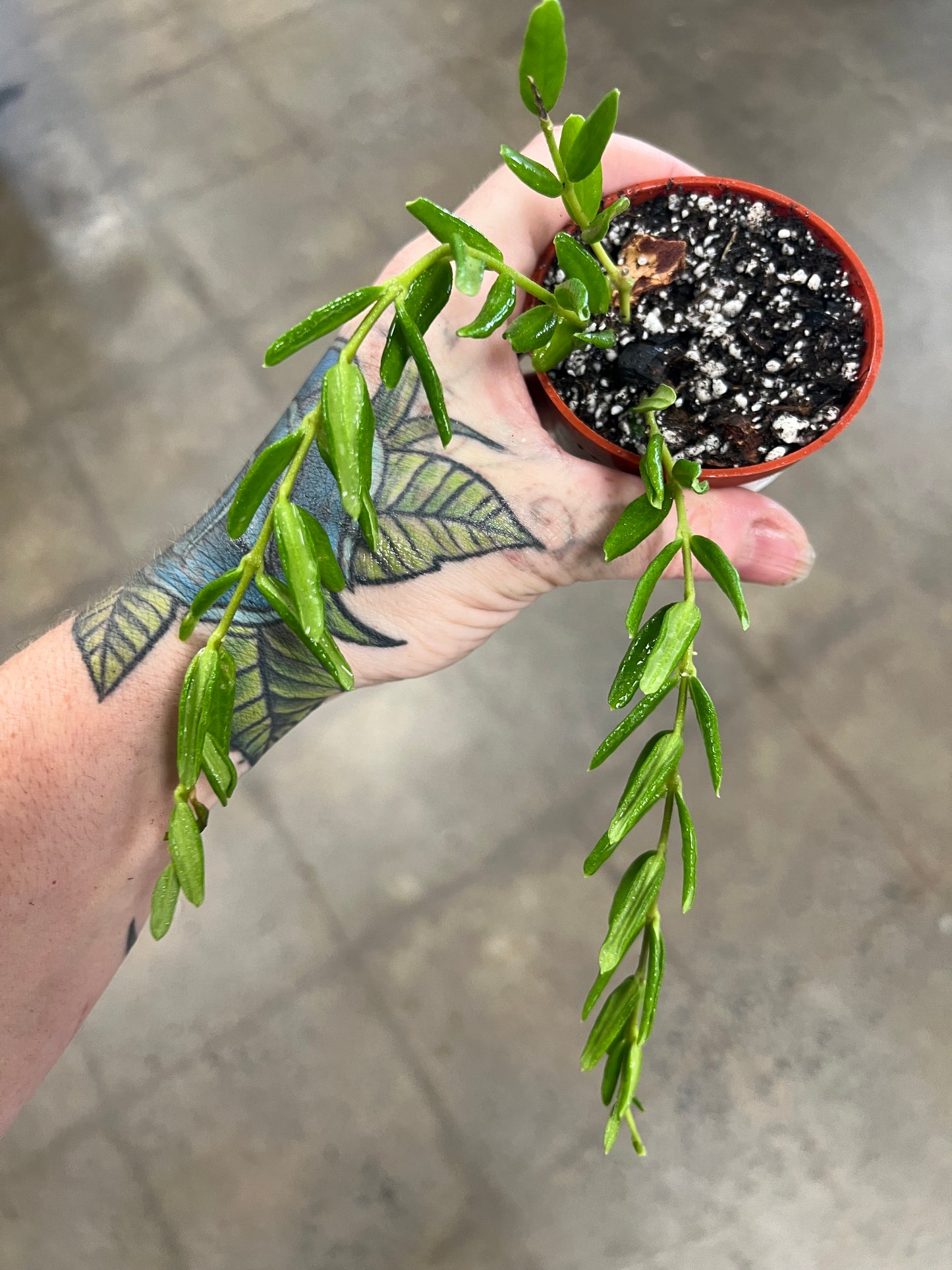 Hoya Engleriana