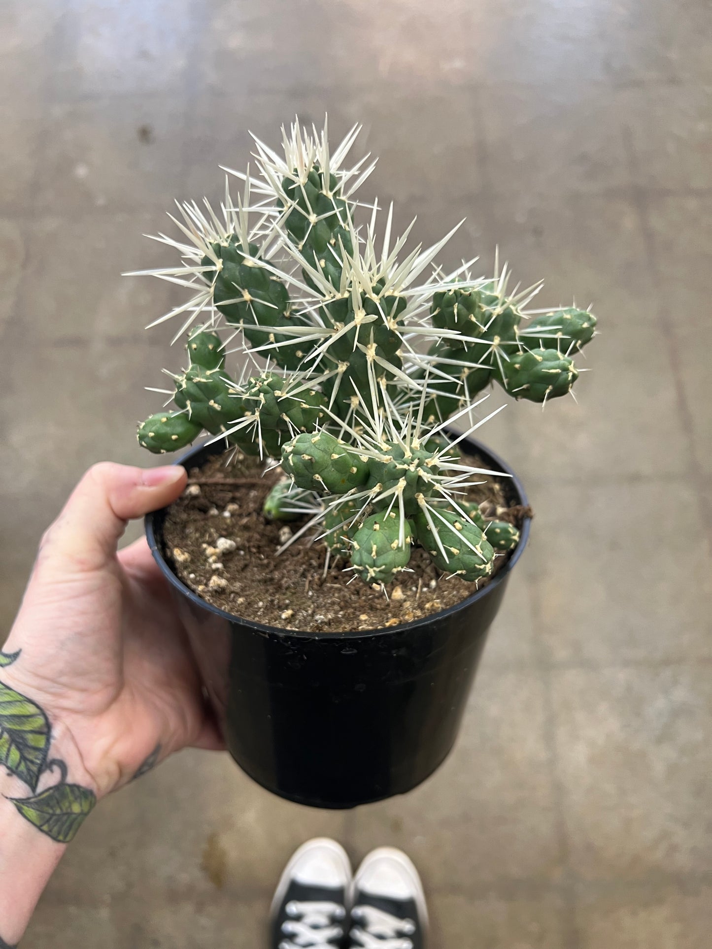 Cylindropuntia Tunicata