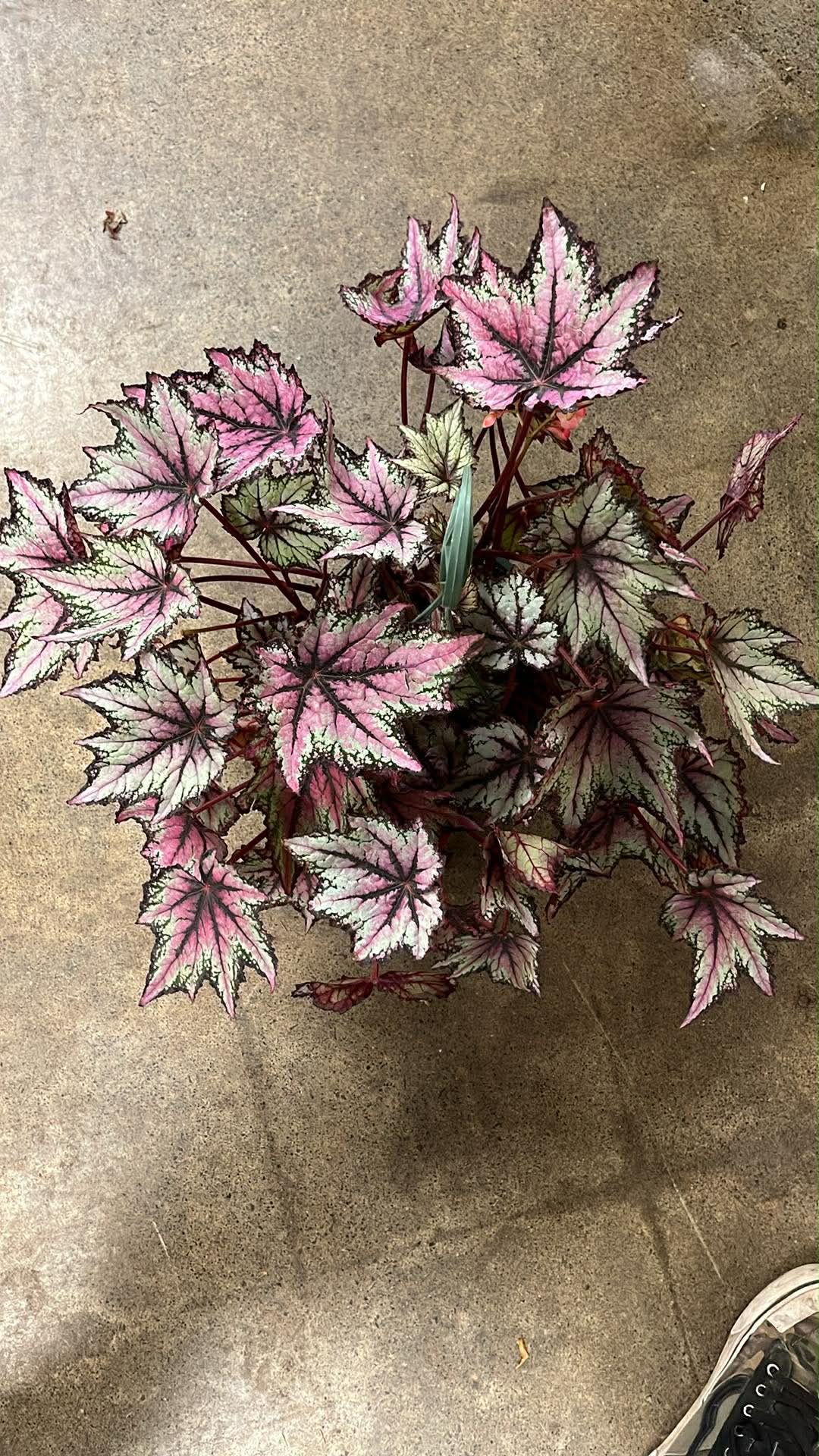 Bégonia Harmony's Robert Golden