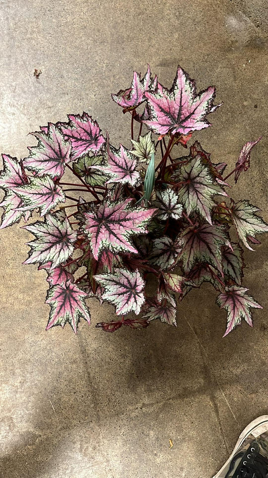 Bégonia Harmony's Robert Golden