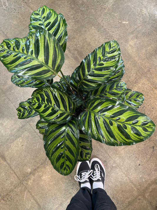 Calathea Makoyana