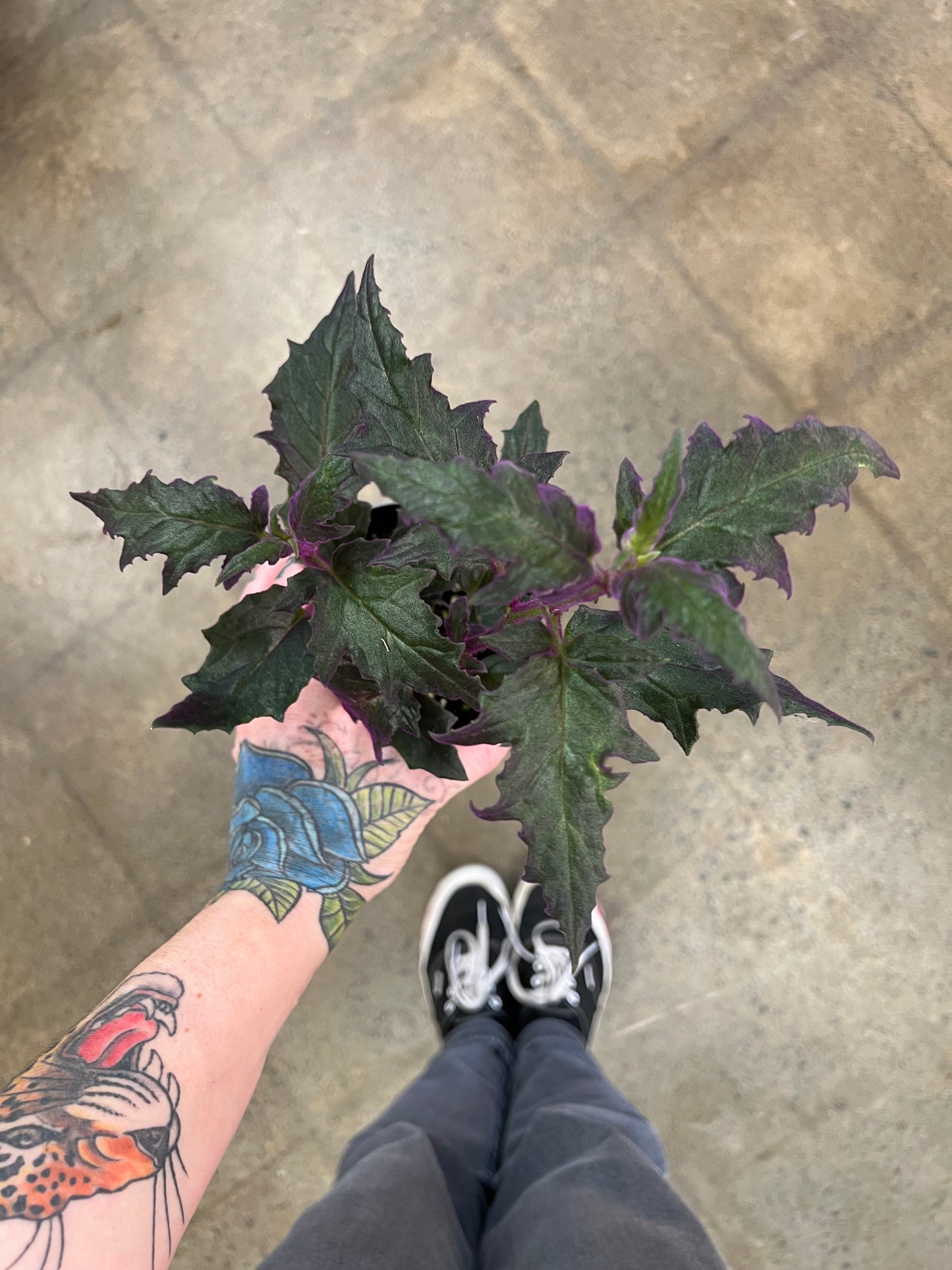 Gynura Purple Passion