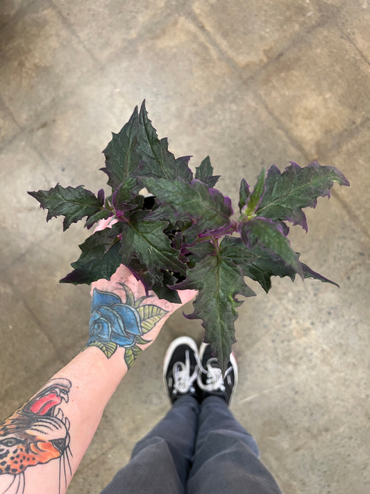 Gynura Purple Passion