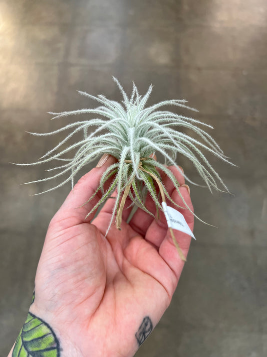 Tillandsia Tectorum
