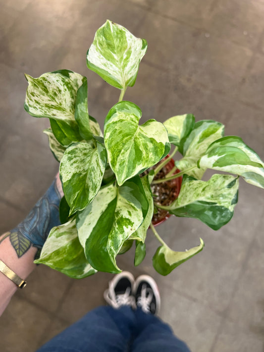 Pothos Manjula