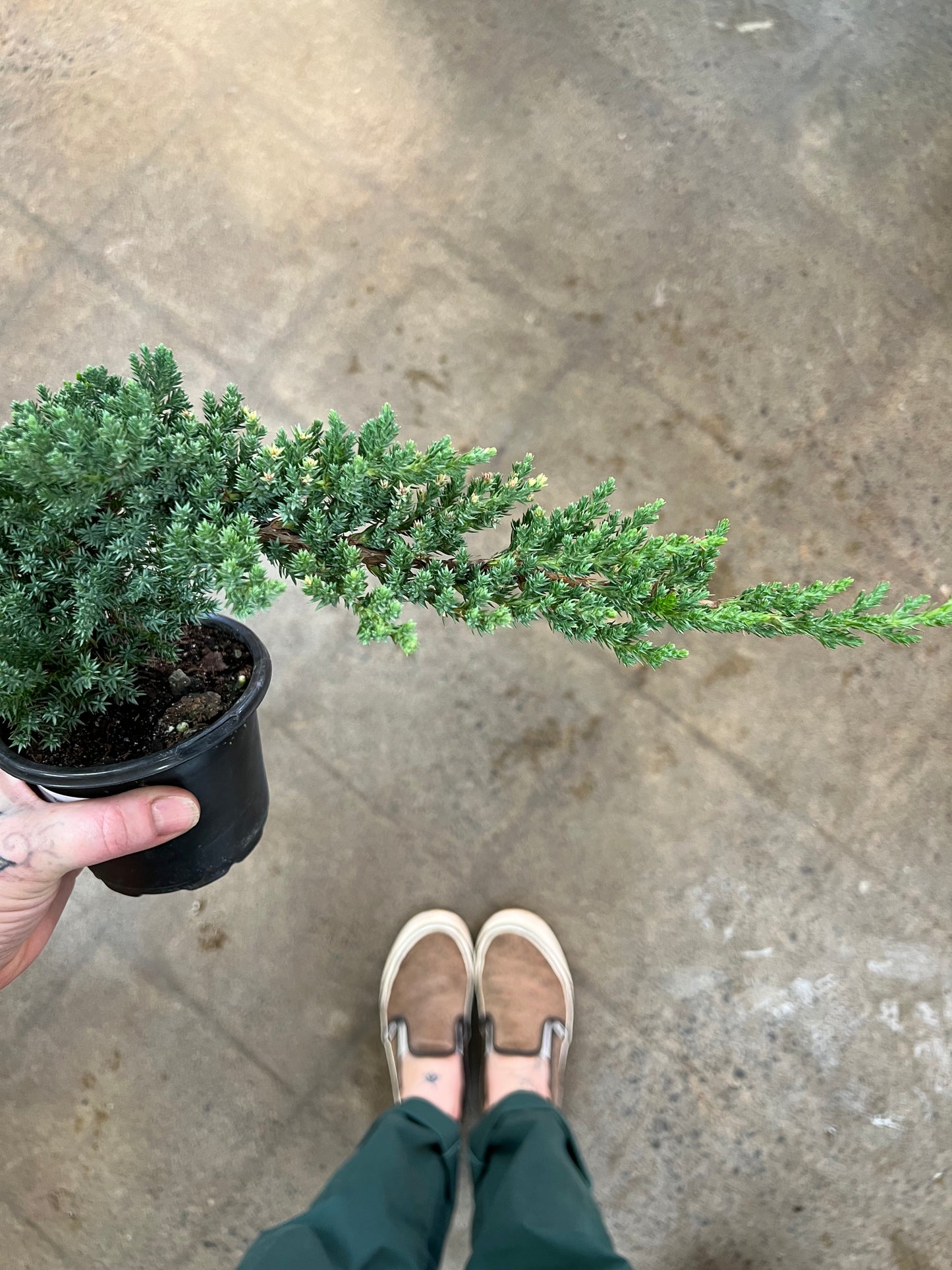 Bonsai Juniper