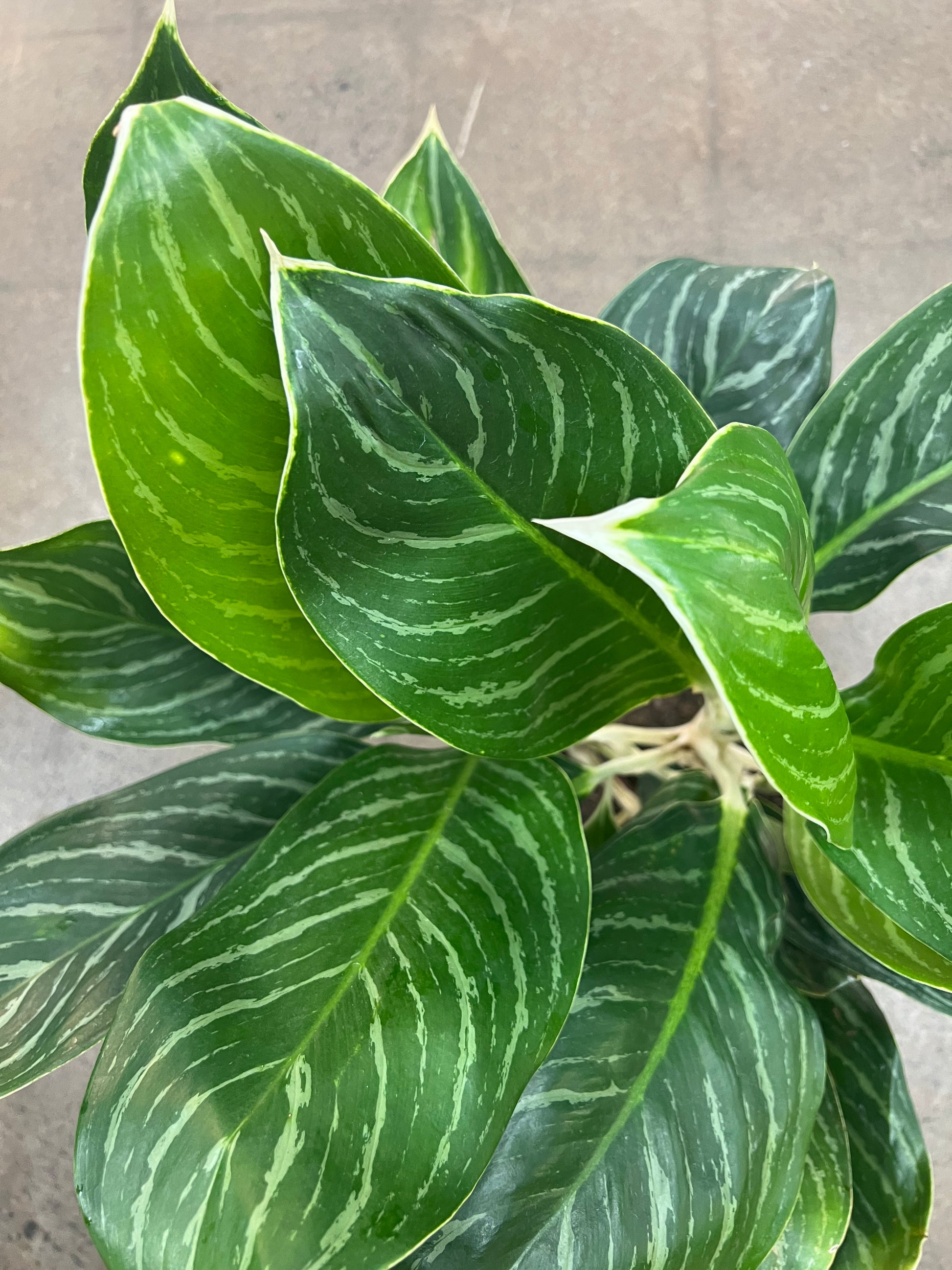 aglaonema snow cap Aglaonema Snow Cap – jungleroseinc
