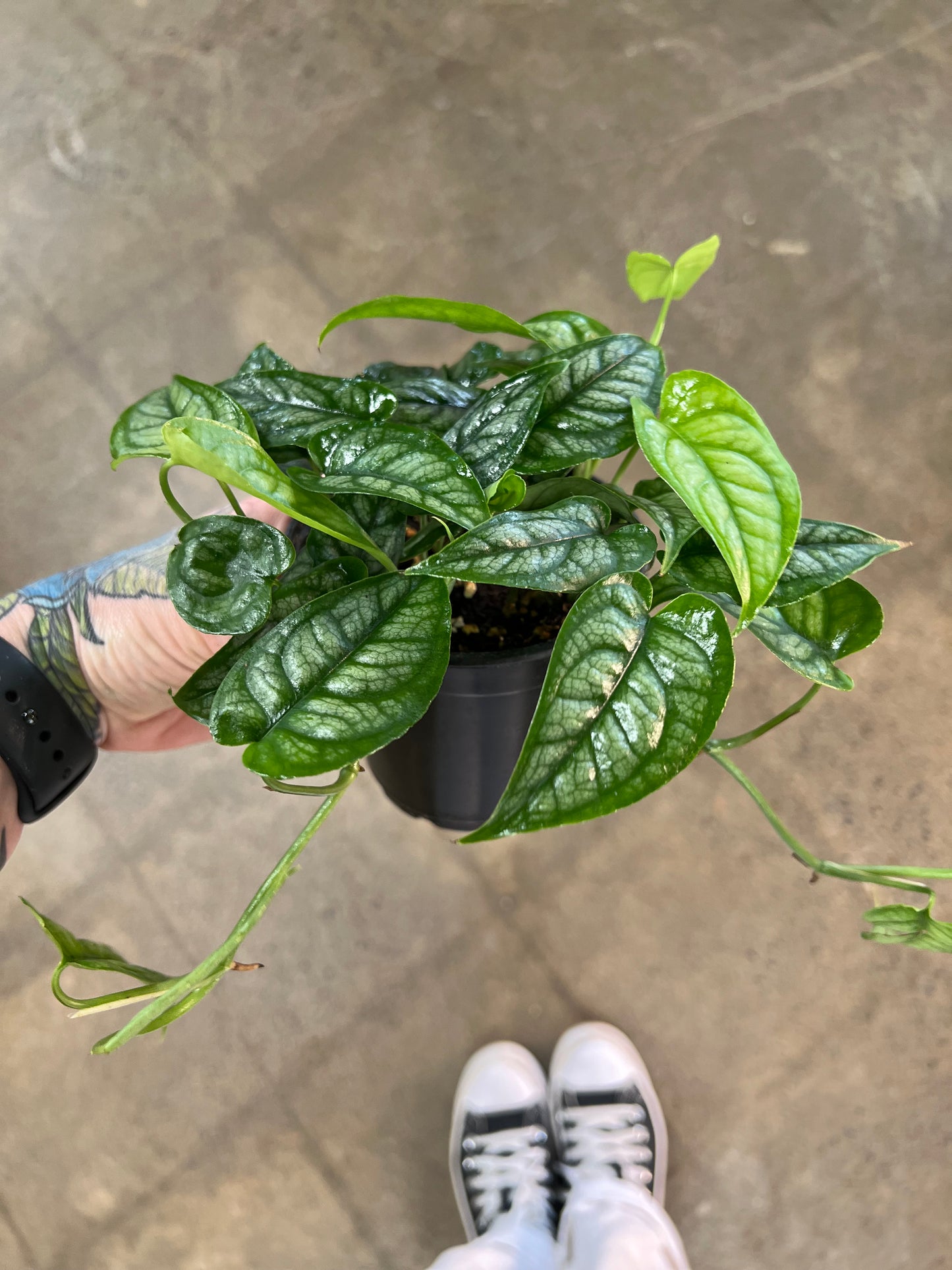 Philodendron Siltepecana