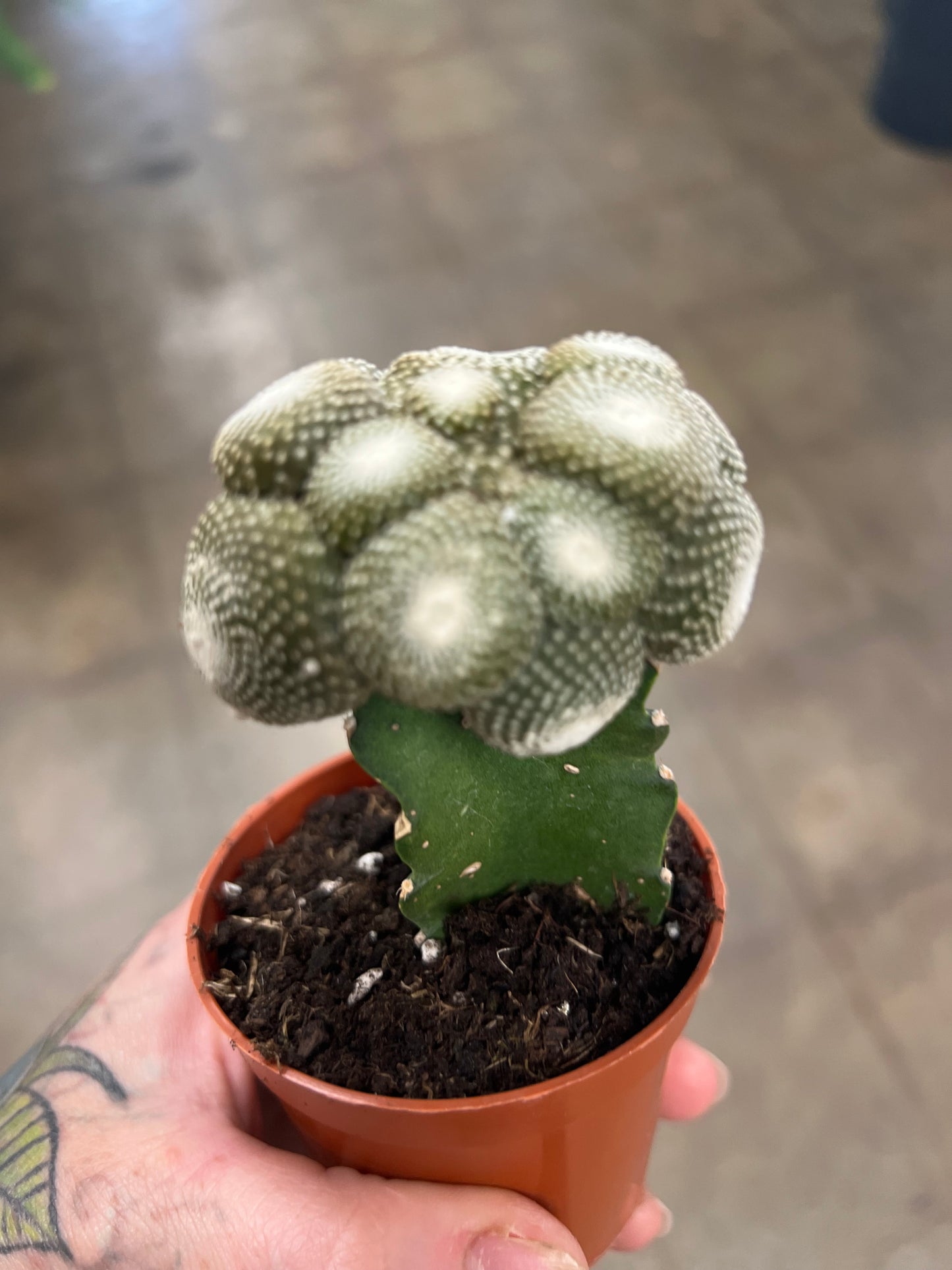 Cactus Greffé