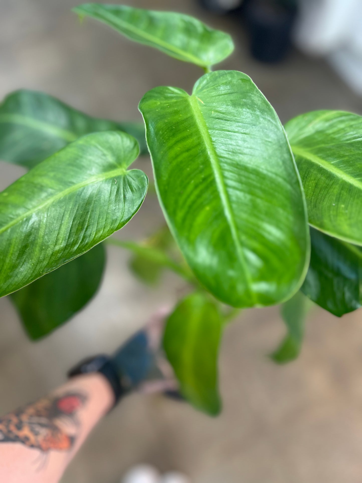 Philodendron Jose Buono